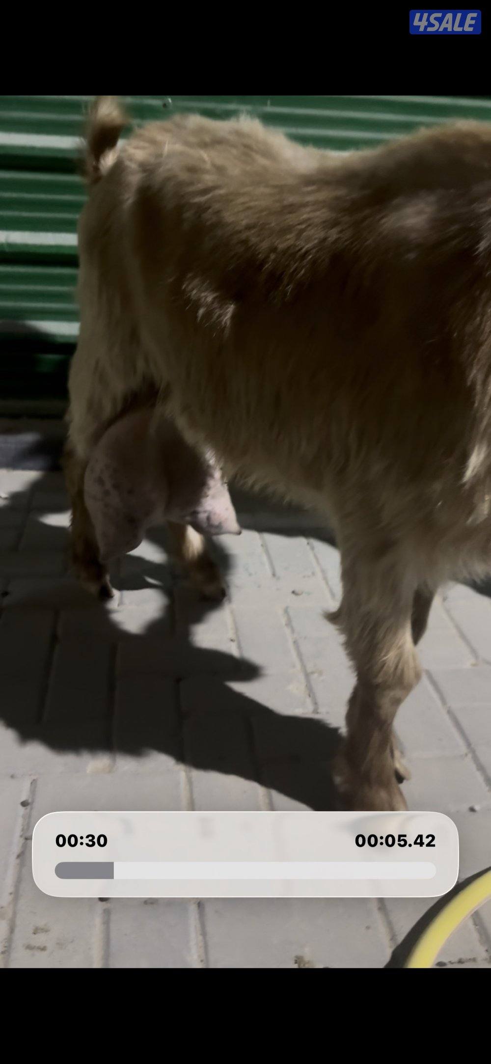 حليب شرط فاخر تبارك  الرحمن9