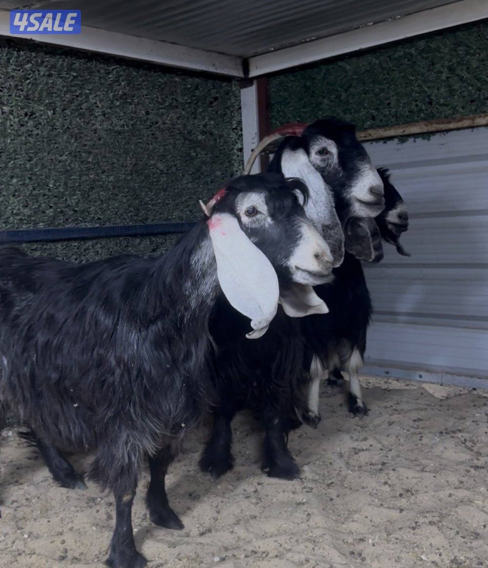 معزا ربش العداد 3 وحده برقه ثنتين شرط سونار وحده اعادت سونار0