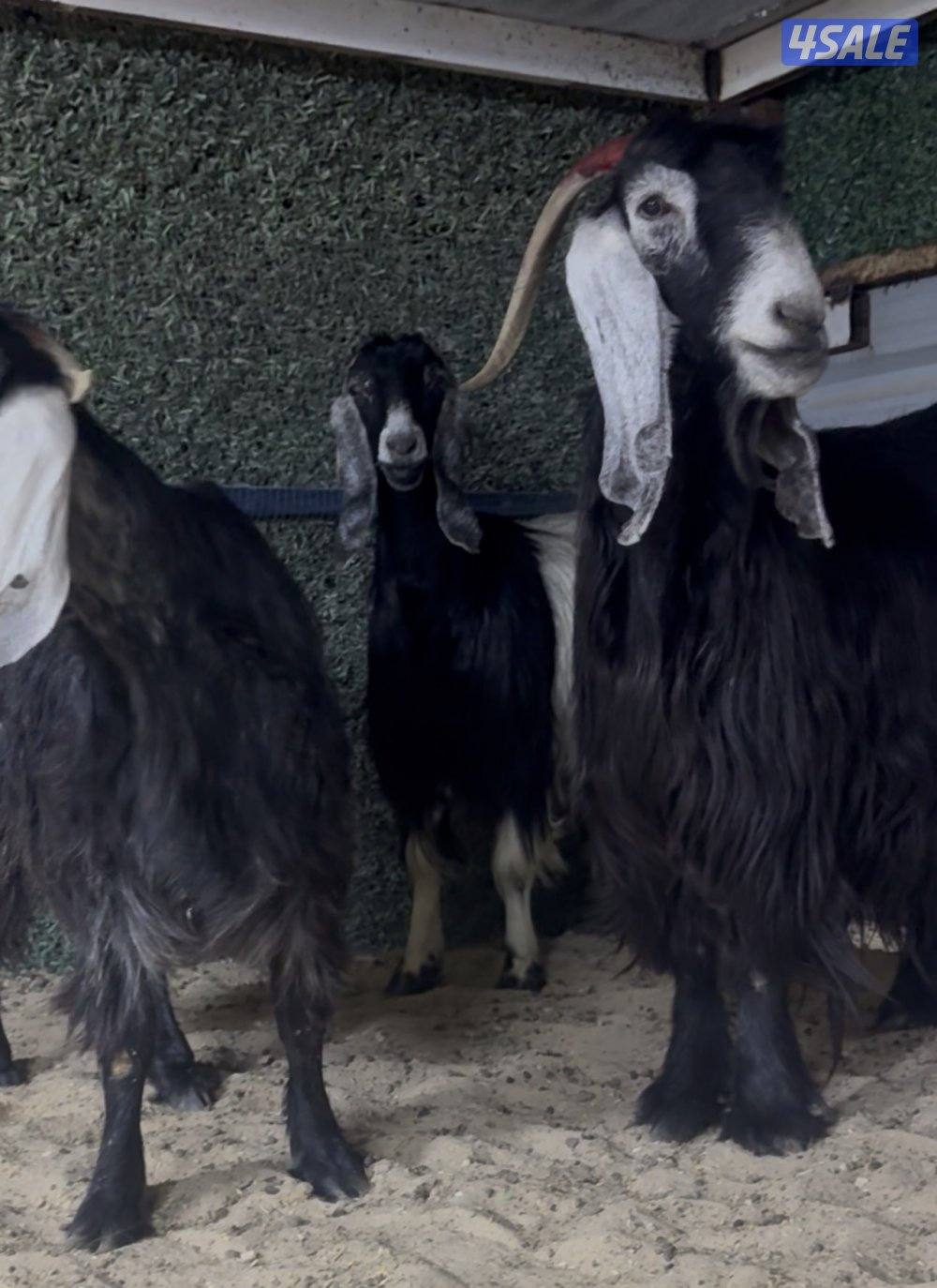 معزا ربش العداد 3 وحده برقه ثنتين شرط سونار وحده اعادت سونار1