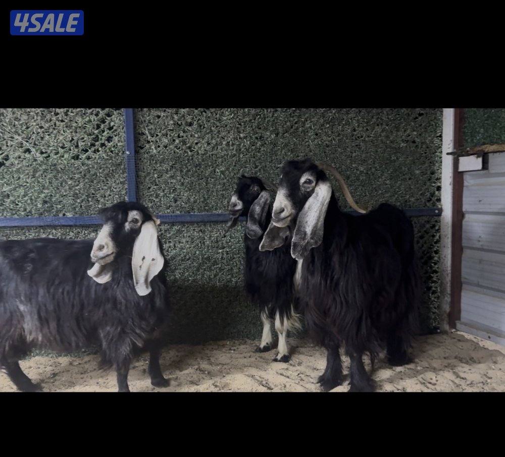 معزا ربش العداد 3 وحده برقه ثنتين شرط سونار وحده اعادت سونار2