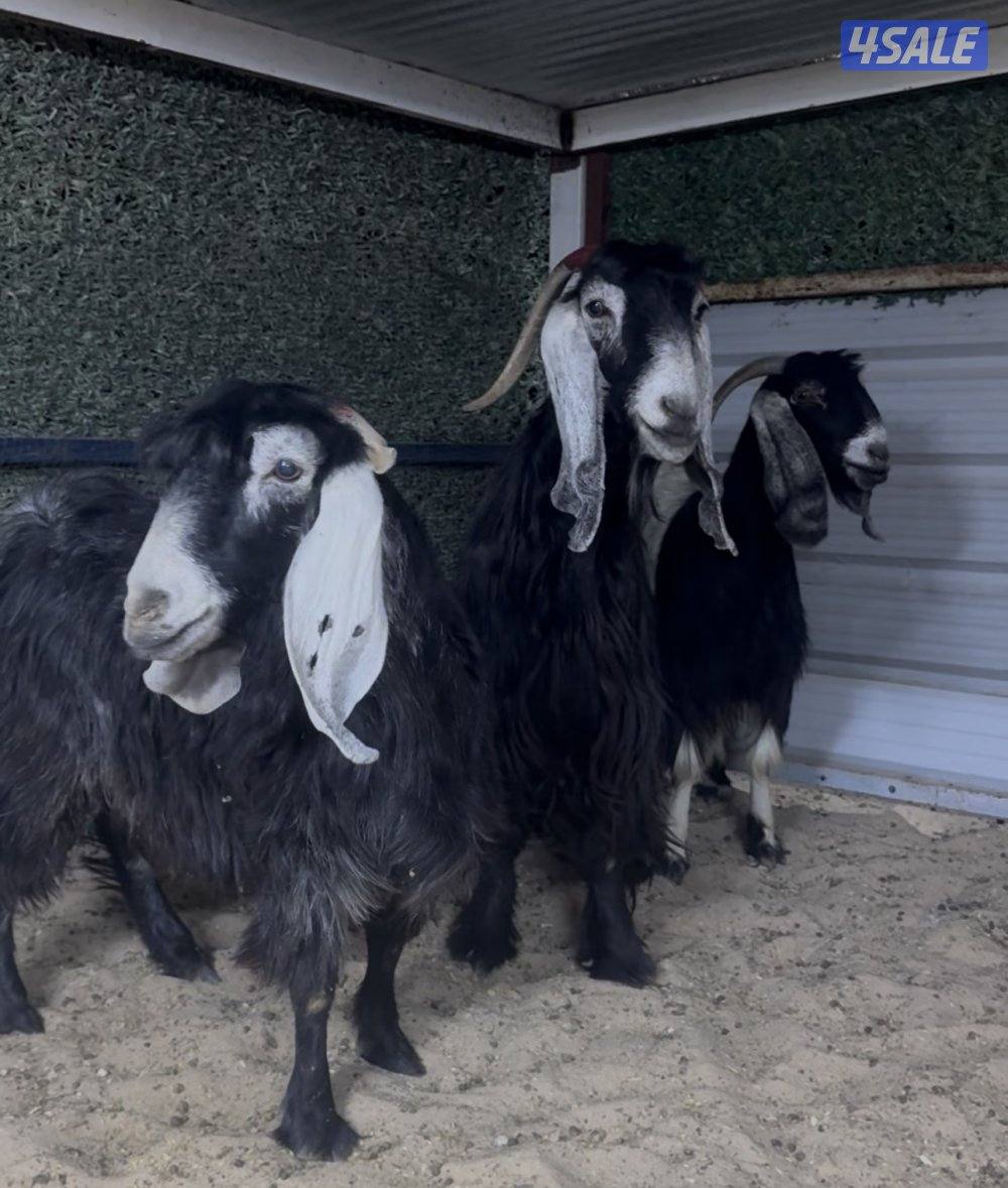 معزا ربش العداد 3 وحده برقه ثنتين شرط سونار وحده اعادت سونار3