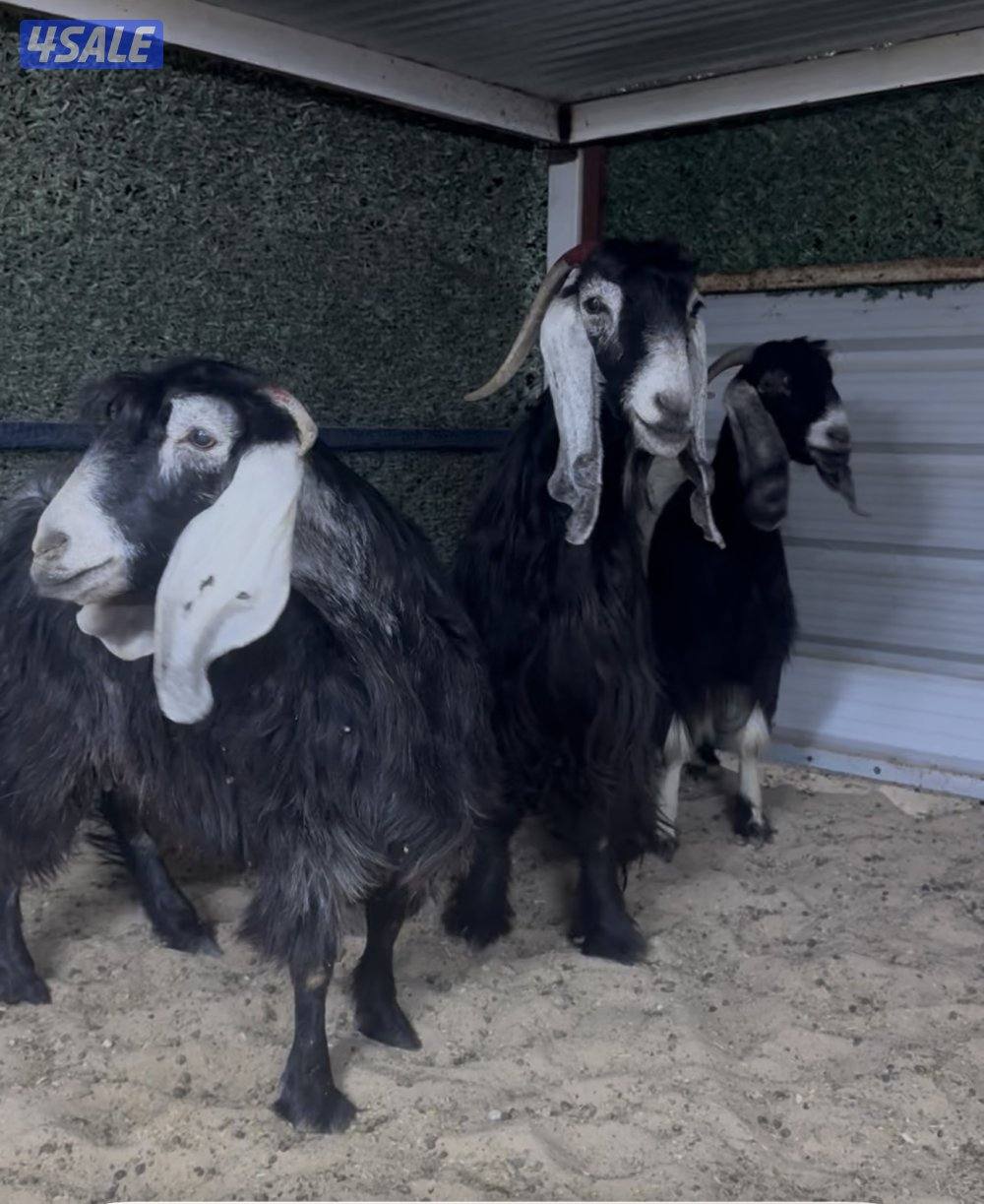 معزا ربش العداد 3 وحده برقه ثنتين شرط سونار وحده اعادت سونار4