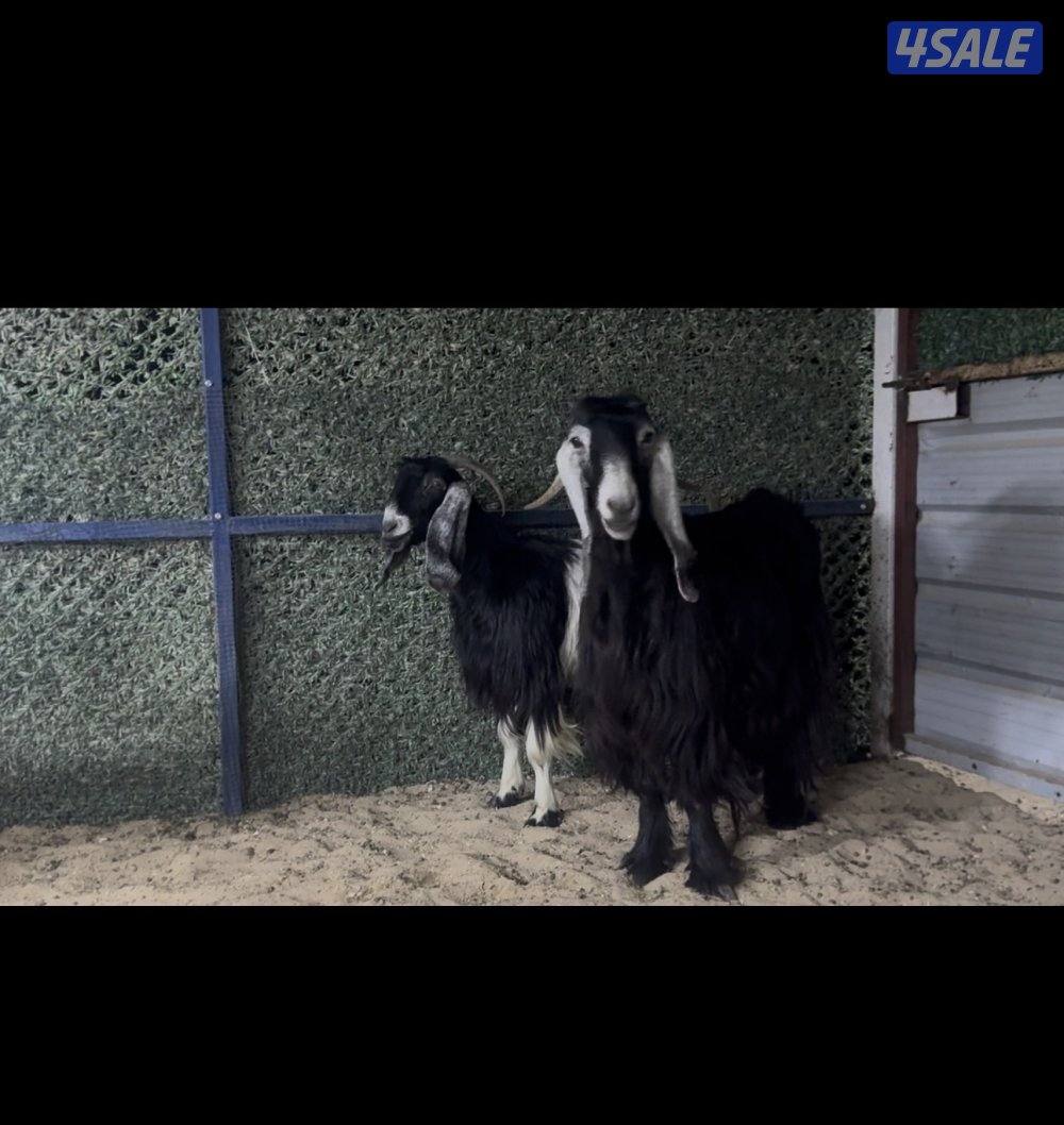 معزا ربش العداد 3 وحده برقه ثنتين شرط سونار وحده اعادت سونار5