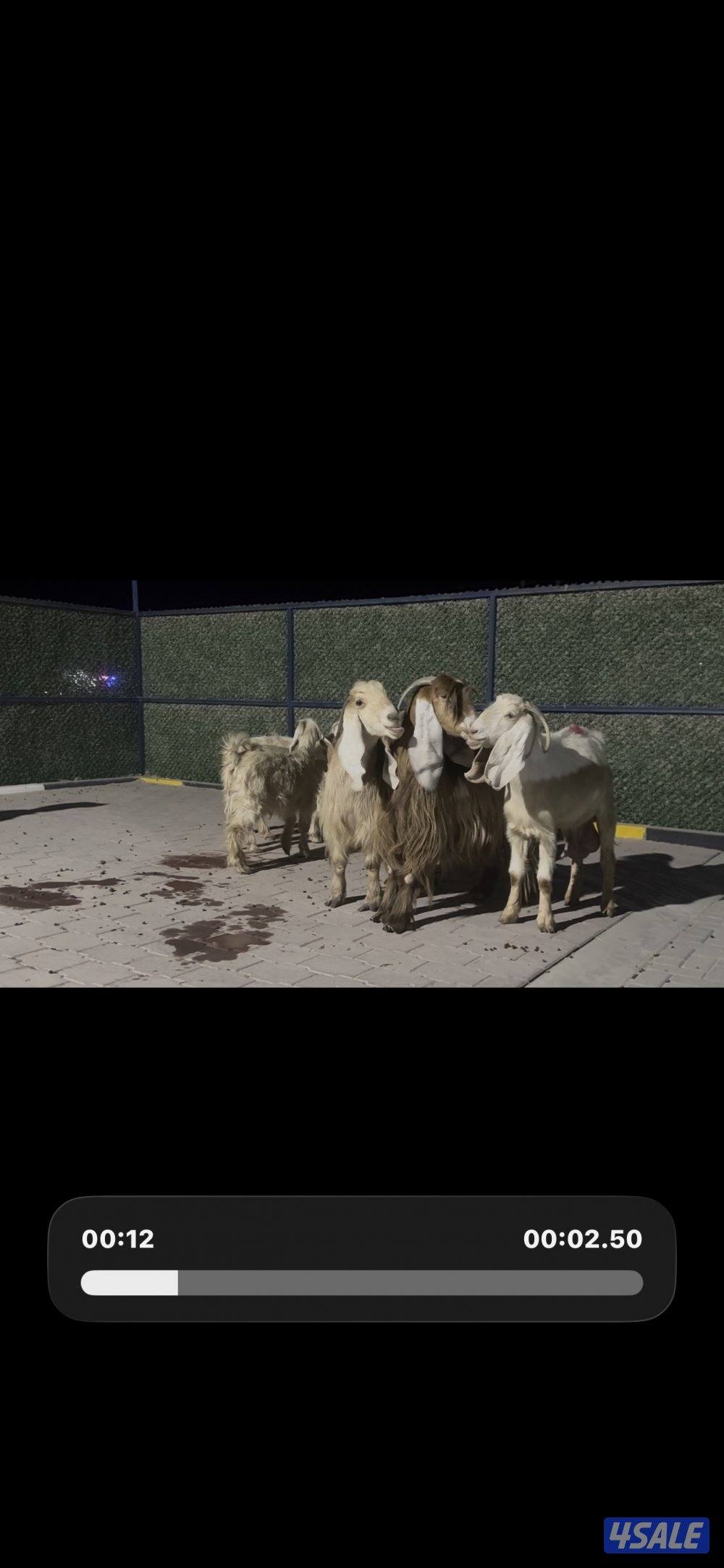 معزا عوارض حريميا العداد 8 مع تيسهم0