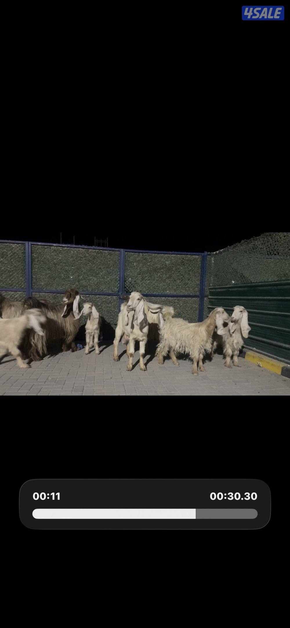 معزا عوارض حريميا العداد 8 مع تيسهم1