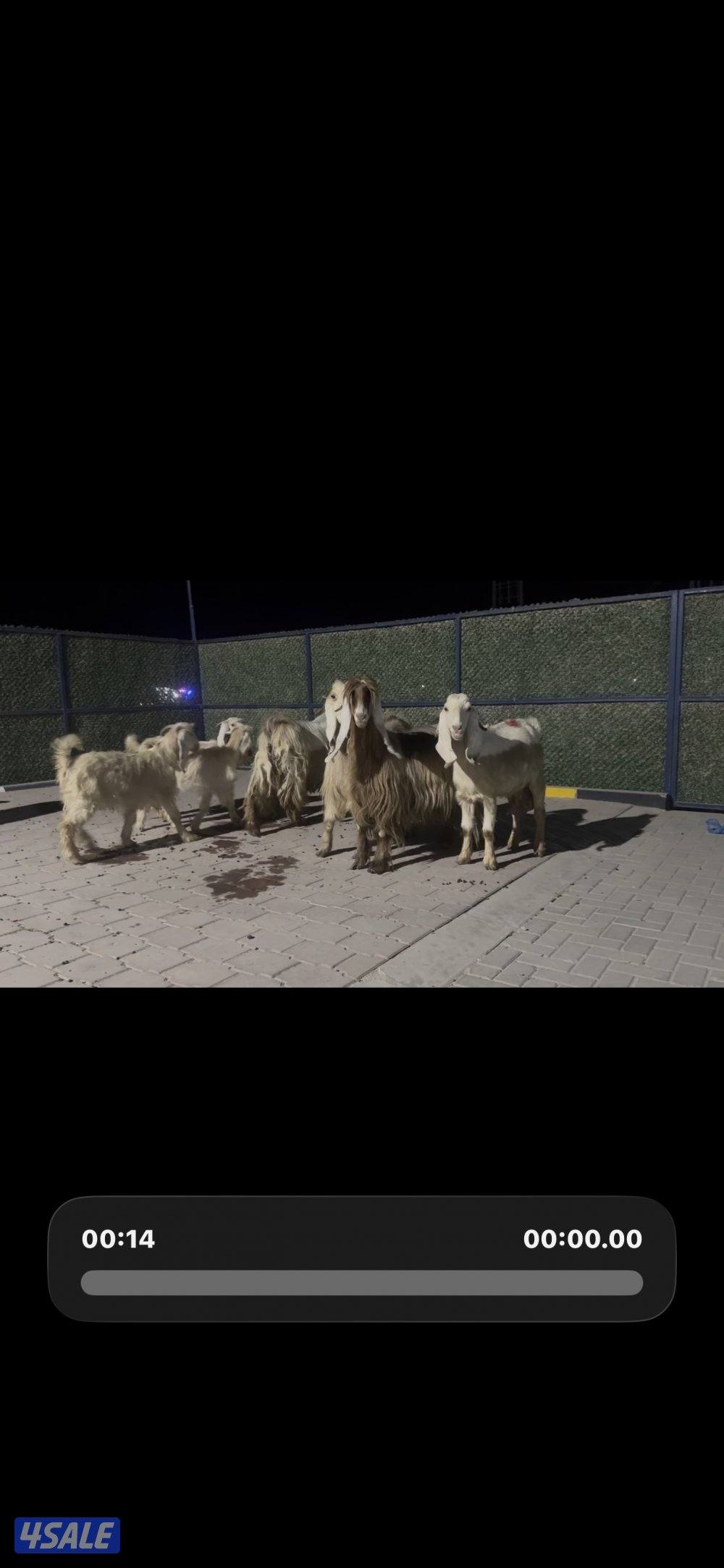 معزا عوارض حريميا العداد 8 مع تيسهم2