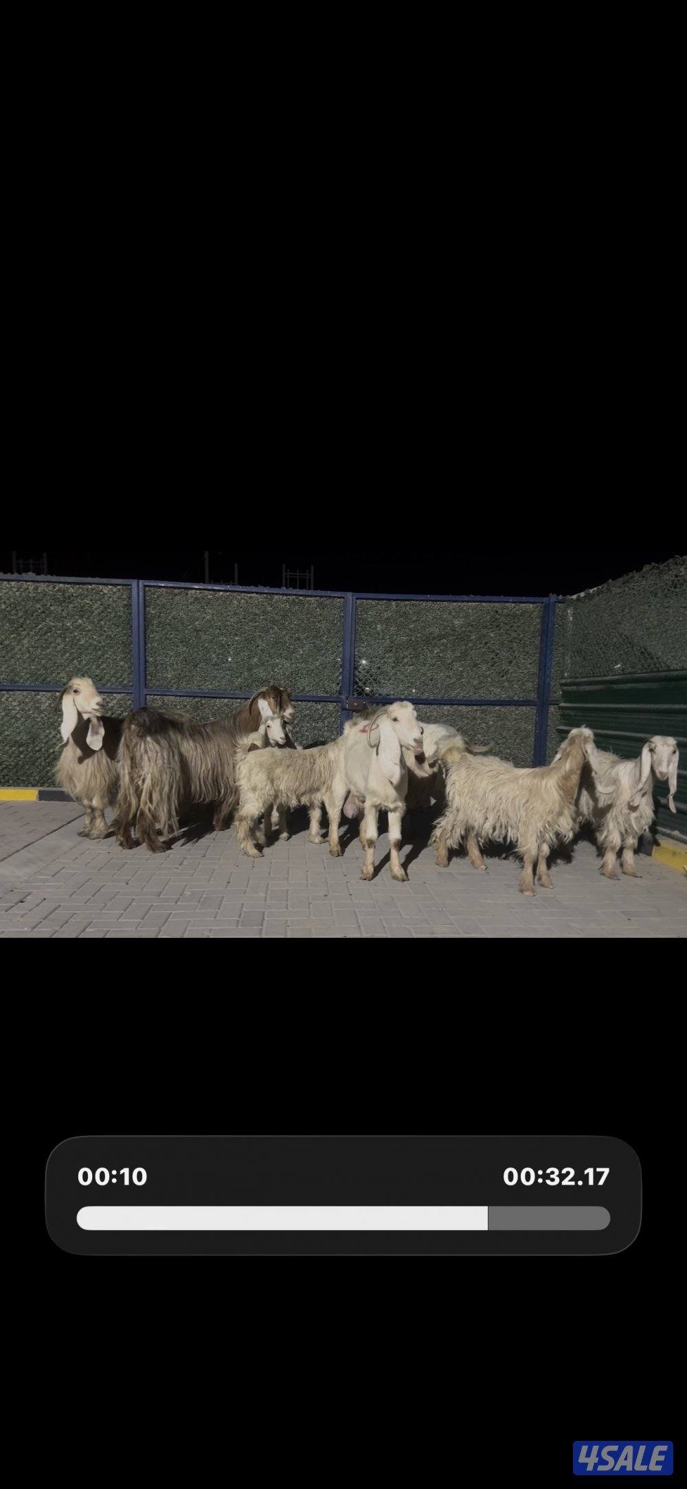 معزا عوارض حريميا العداد 8 مع تيسهم3