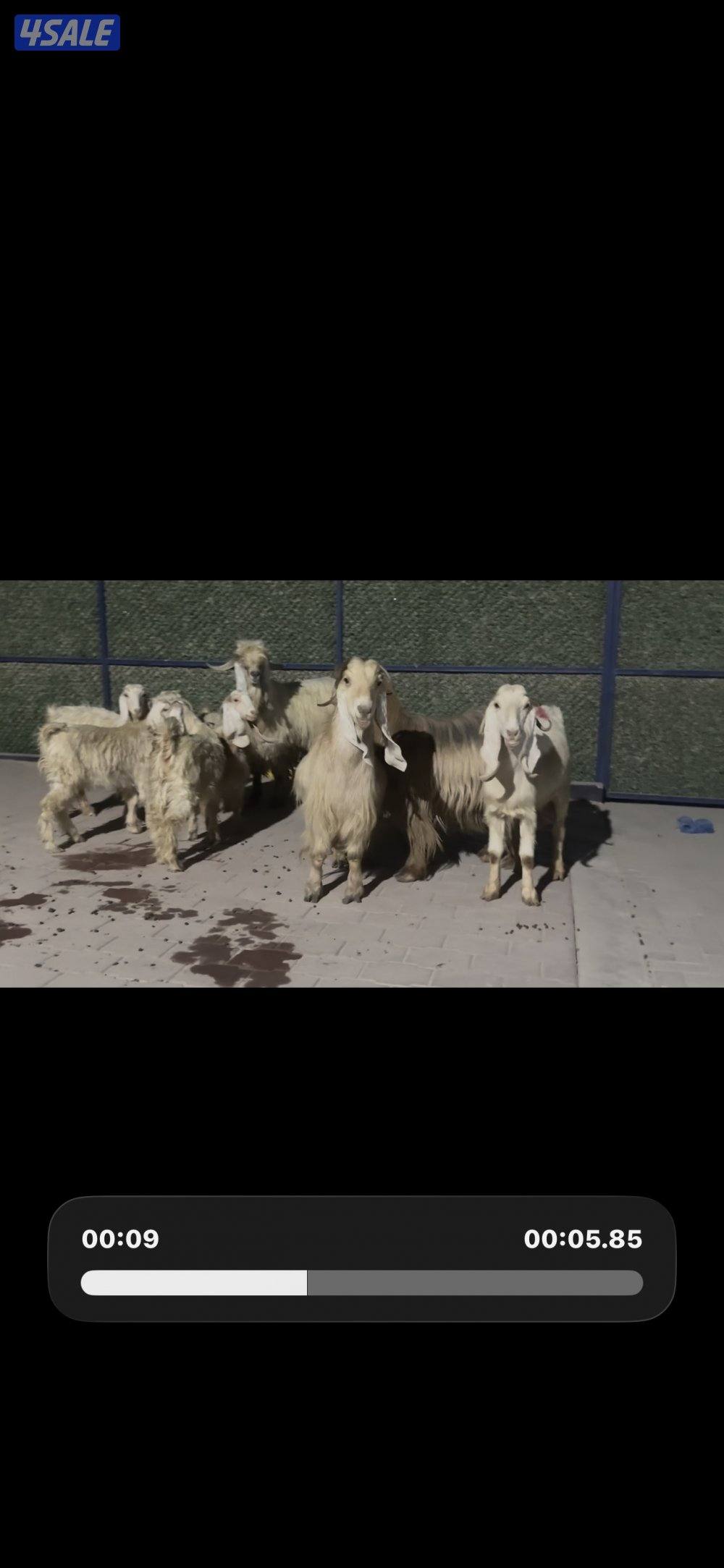 معزا عوارض حريميا العداد 8 مع تيسهم4