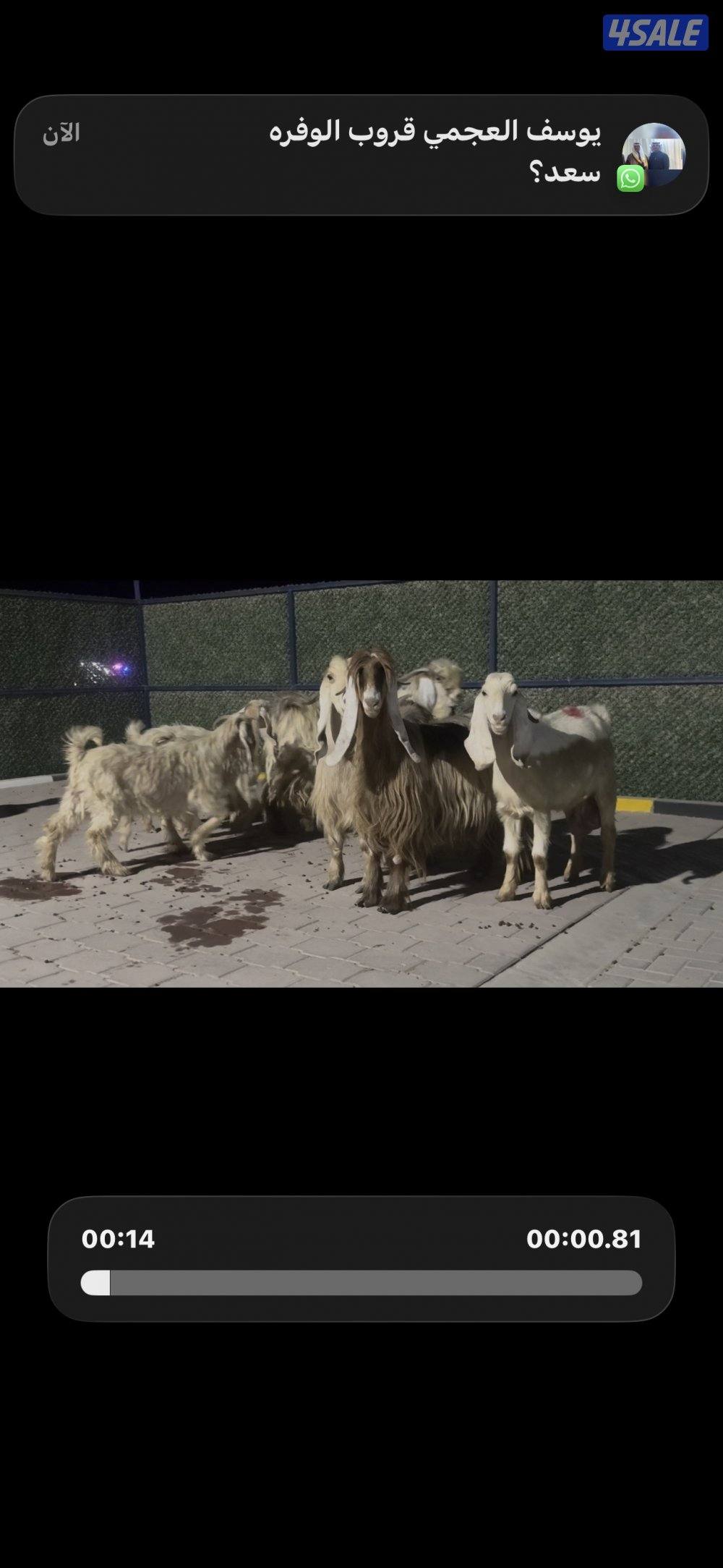 معزا عوارض حريميا العداد 8 مع تيسهم5