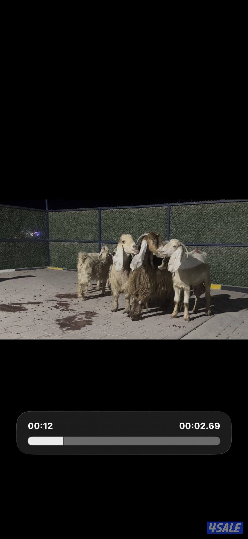 معزا عوارض حريميا العداد 8 مع تيسهم6