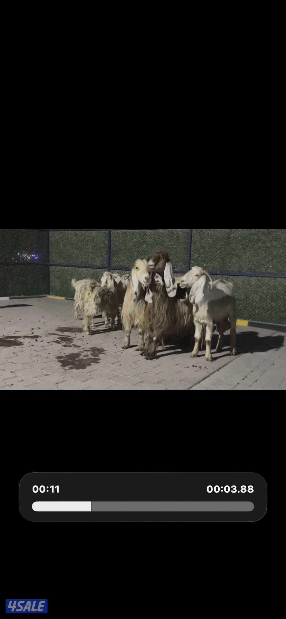 معزا عوارض حريميا العداد 8 مع تيسهم7