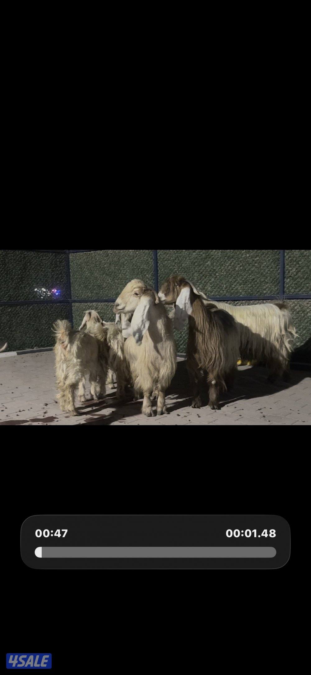 معزا عوارض حريميا العداد 8 مع تيسهم8