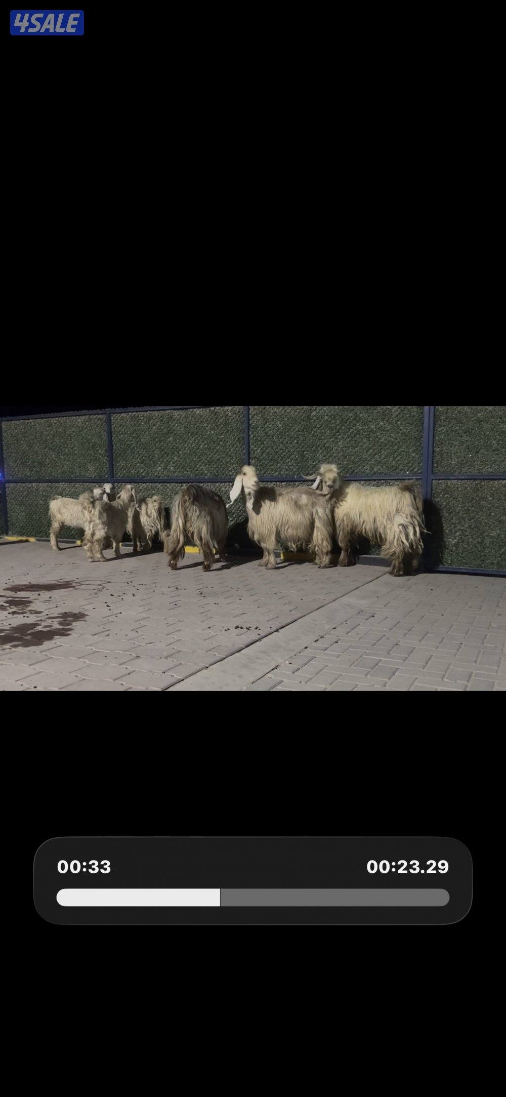 معزا عوارض حريميا العداد 8 مع تيسهم9