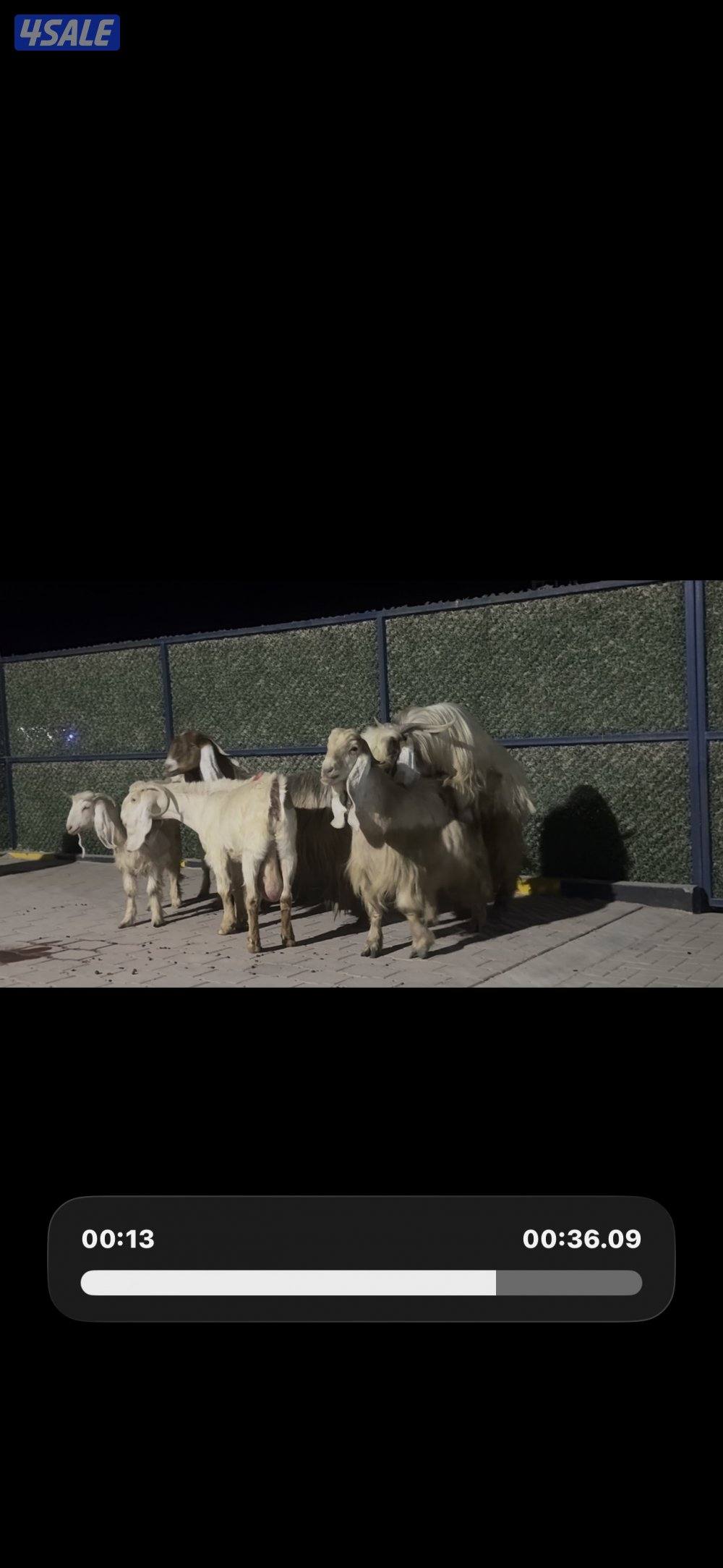 معزا عوارض حريميا العداد 8 مع تيسهم10