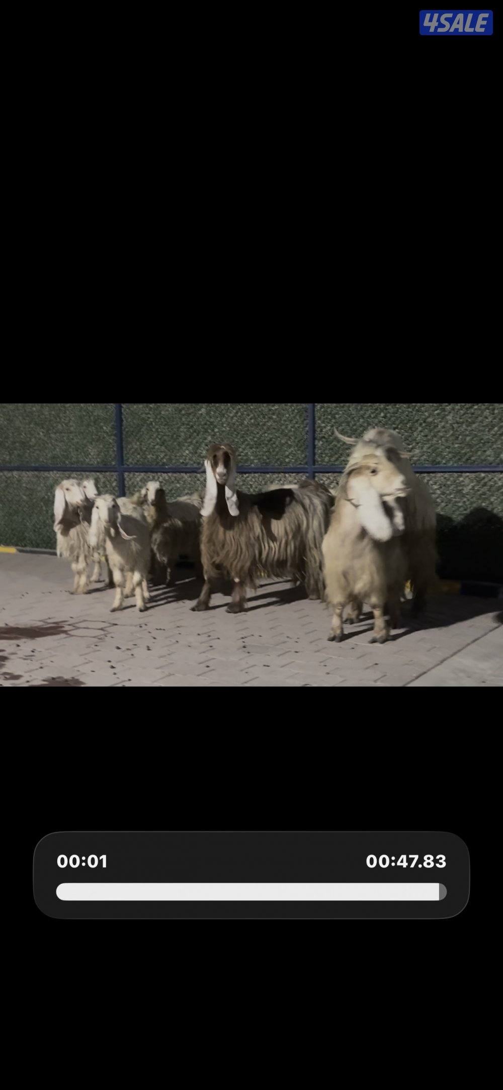 معزا عوارض حريميا العداد 8 مع تيسهم11