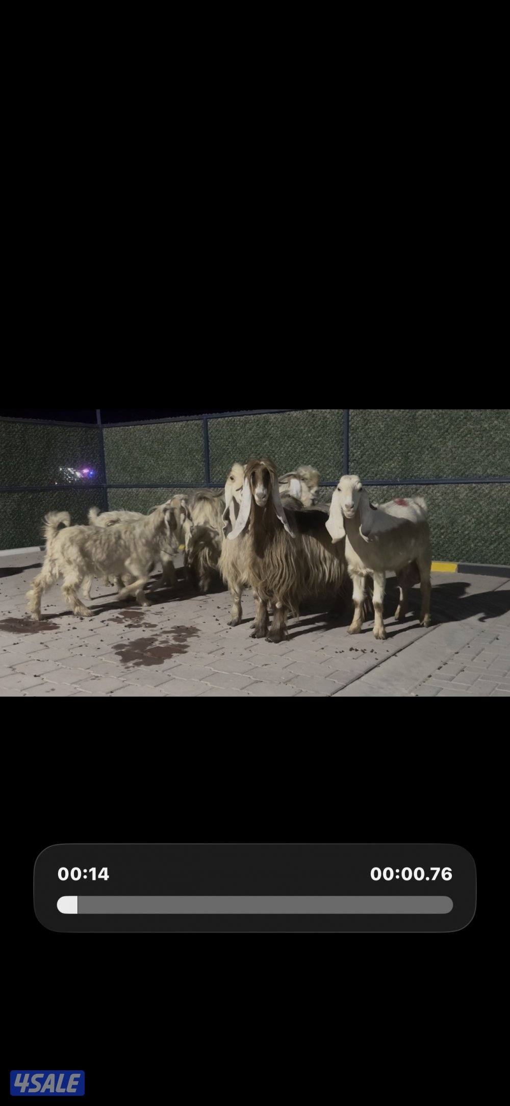 معزا عوارض حريميا العداد 8 مع تيسهم13