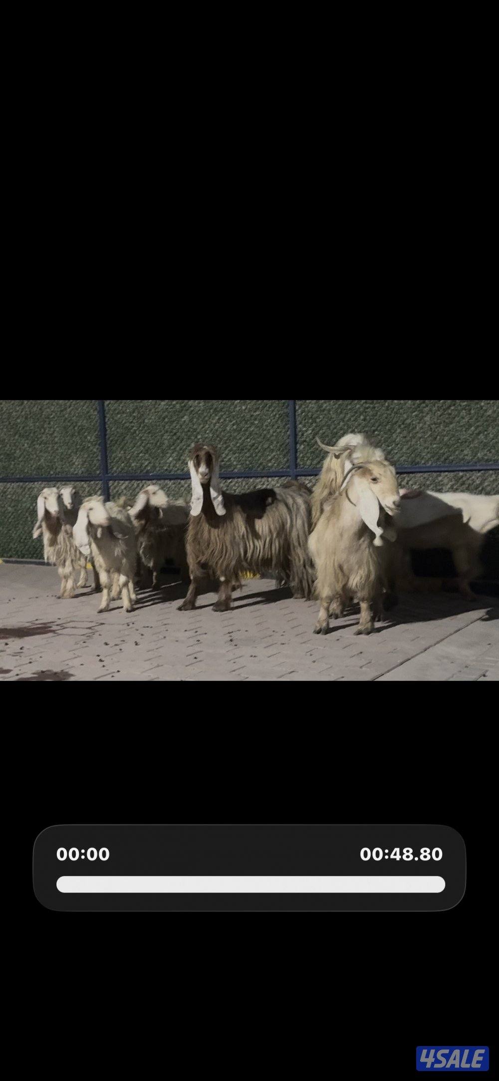 معزا عوارض حريميا العداد 8 مع تيسهم12