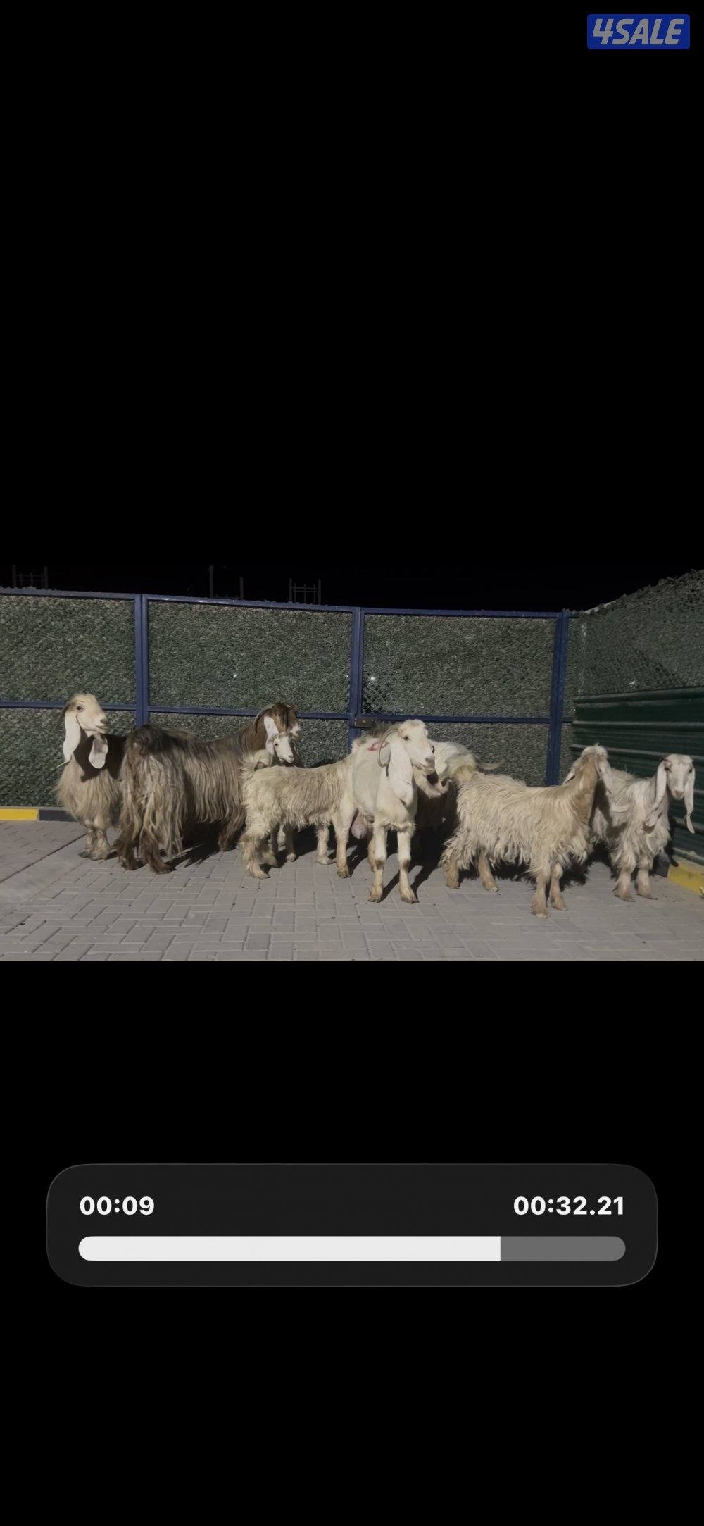 معزا عوارض حريميا العداد 8 مع تيسهم14