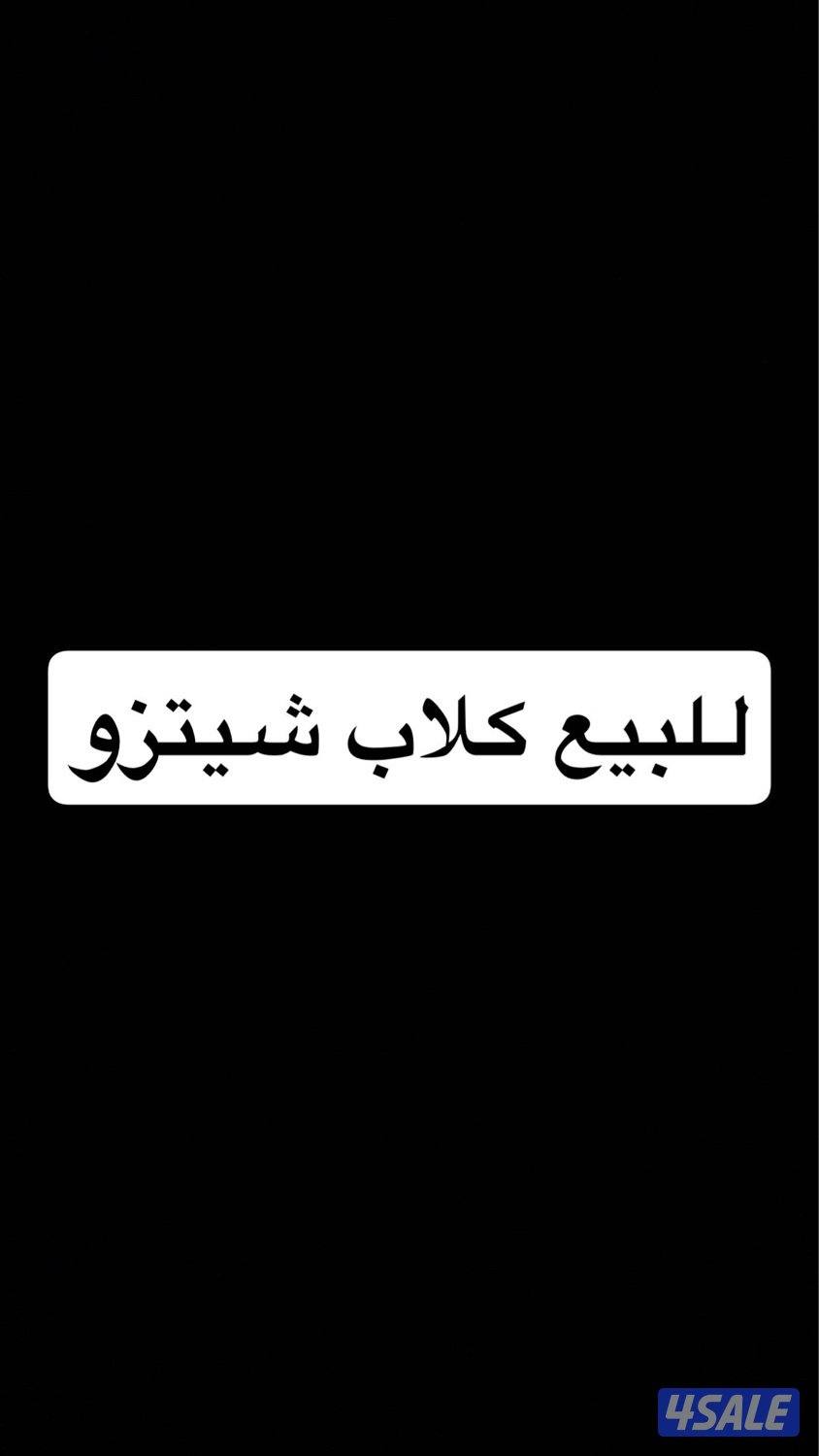 للبيع كلاب شيتزو0