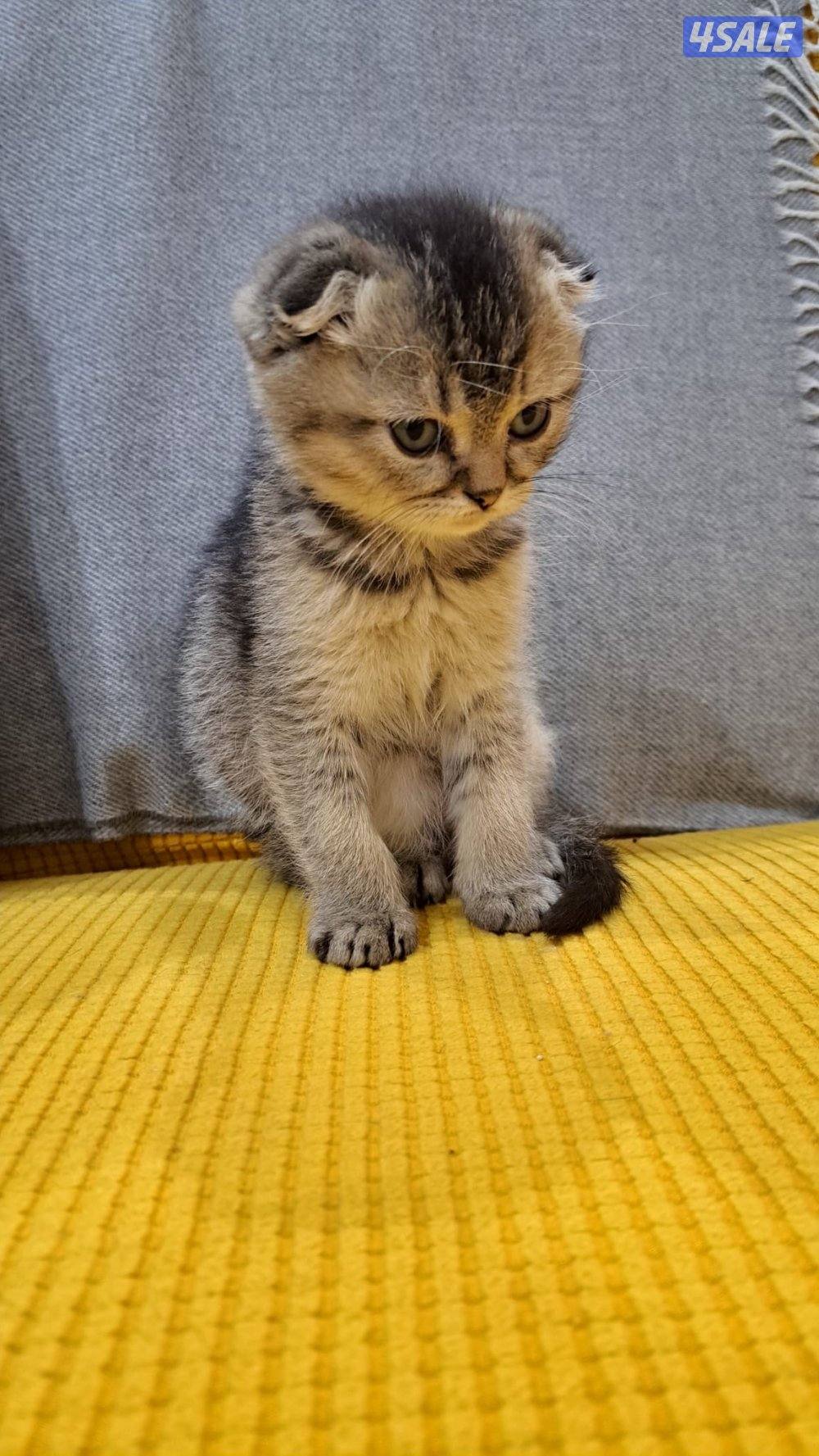 سكوتش فولد عمره شهرين ونص متعلم على ليتر بوكس لعبوب جدا يحب الحركه0