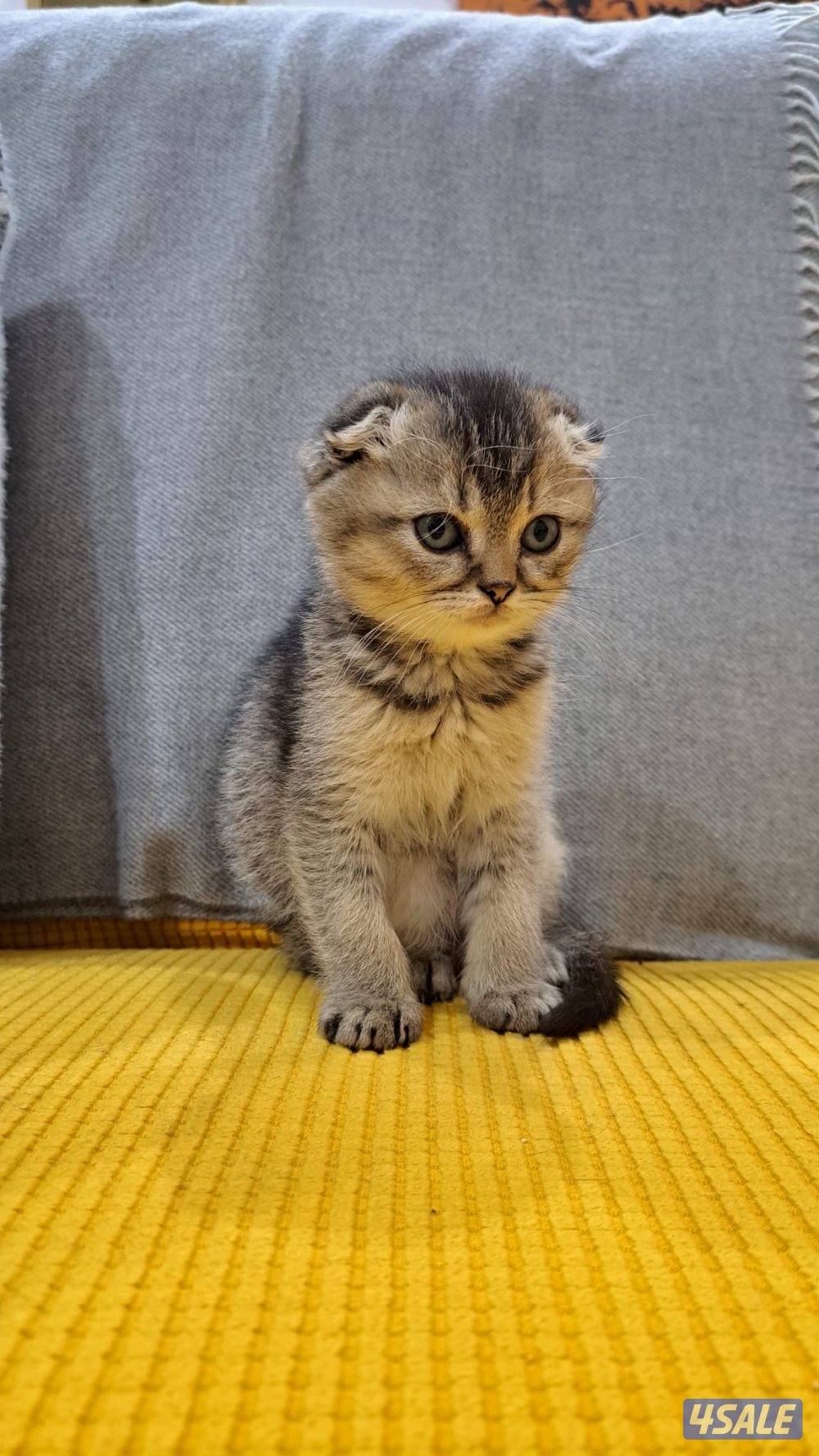 سكوتش فولد عمره شهرين ونص متعلم على ليتر بوكس لعبوب جدا يحب الحركه1