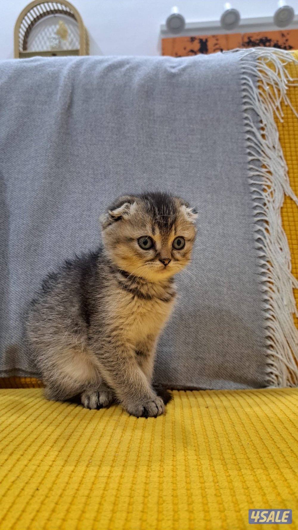 سكوتش فولد عمره شهرين ونص متعلم على ليتر بوكس لعبوب جدا يحب الحركه2