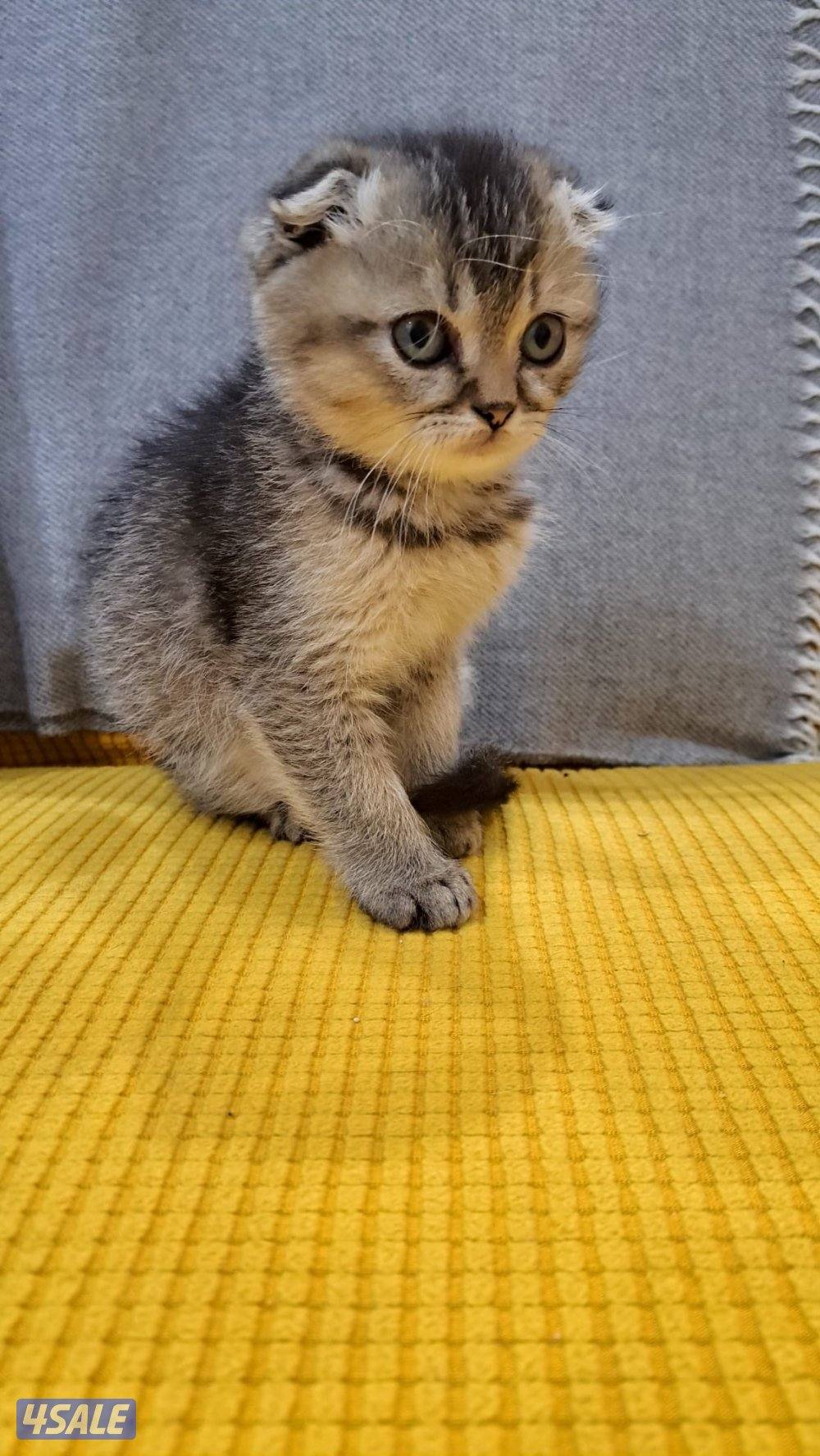 سكوتش فولد عمره شهرين ونص متعلم على ليتر بوكس لعبوب جدا يحب الحركه4