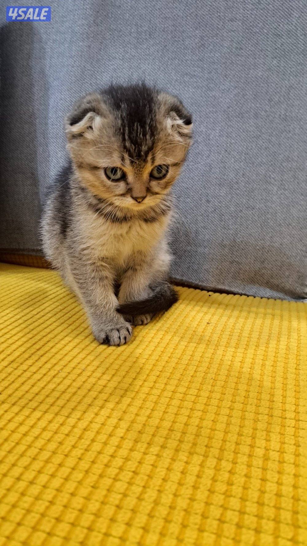 سكوتش فولد عمره شهرين ونص متعلم على ليتر بوكس لعبوب جدا يحب الحركه3