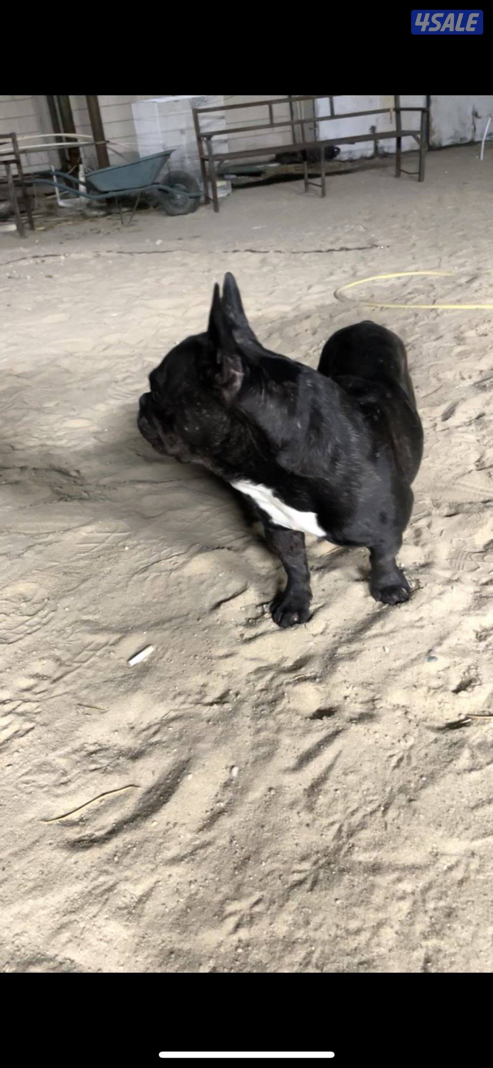 للبيع بول دوغ ذكر عمره سنه ونص ماخذ جميع تطعيمات ينفع الكبار والصغار1