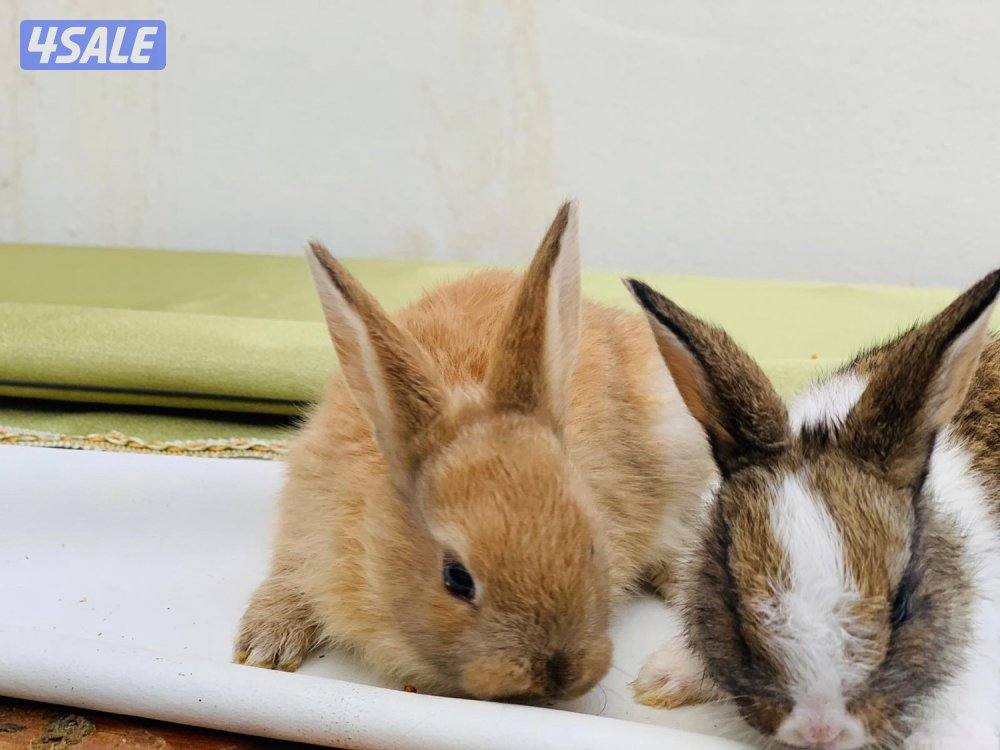 للبيع ارانب فرنسية صغار 🐰2