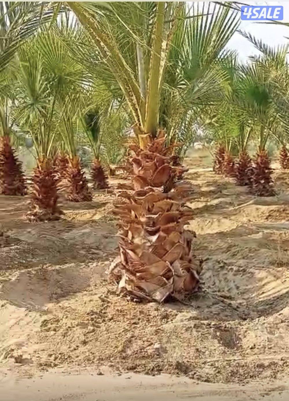 للبيع وشنطونيا0