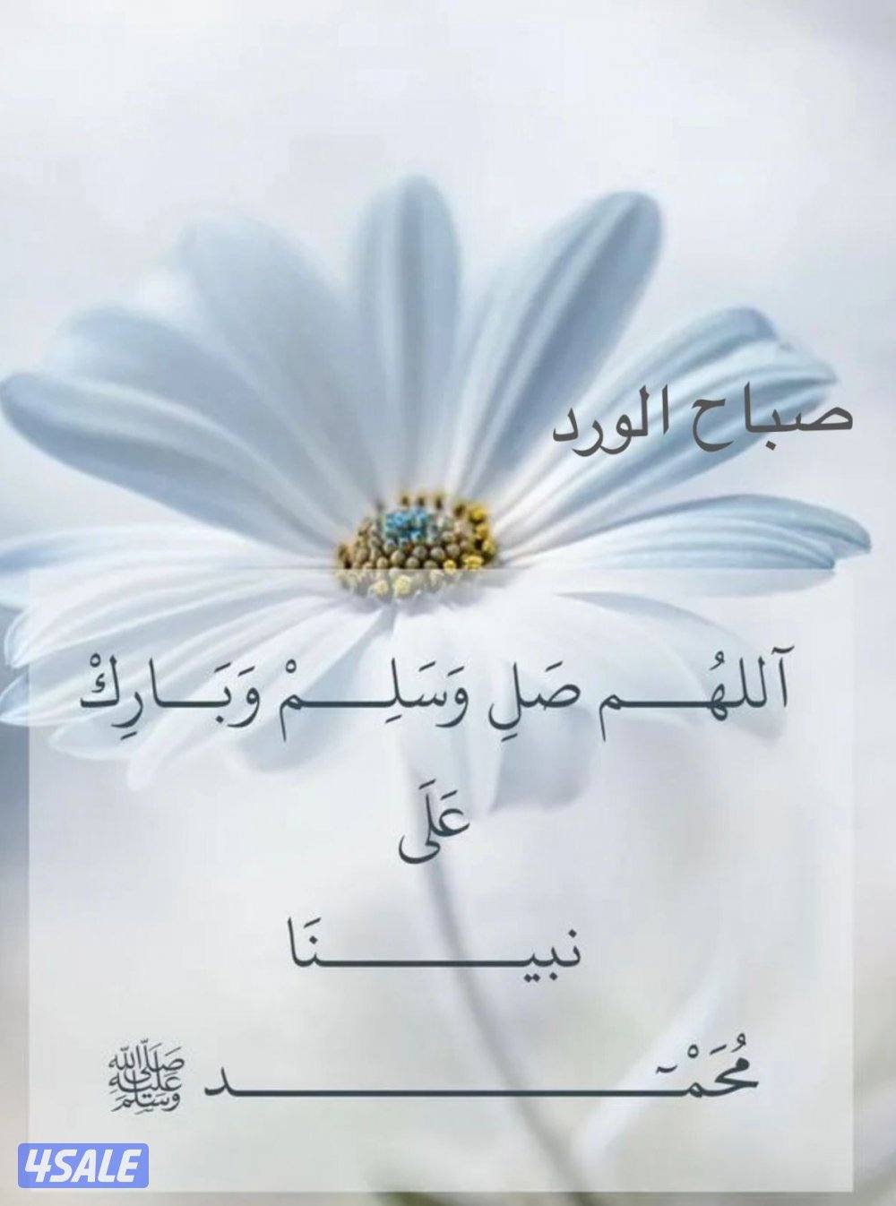 مطلوب غرفة ساييق للايجار في منطقة أبوفطيرة أو الفنيطيس أو الفنطاس0