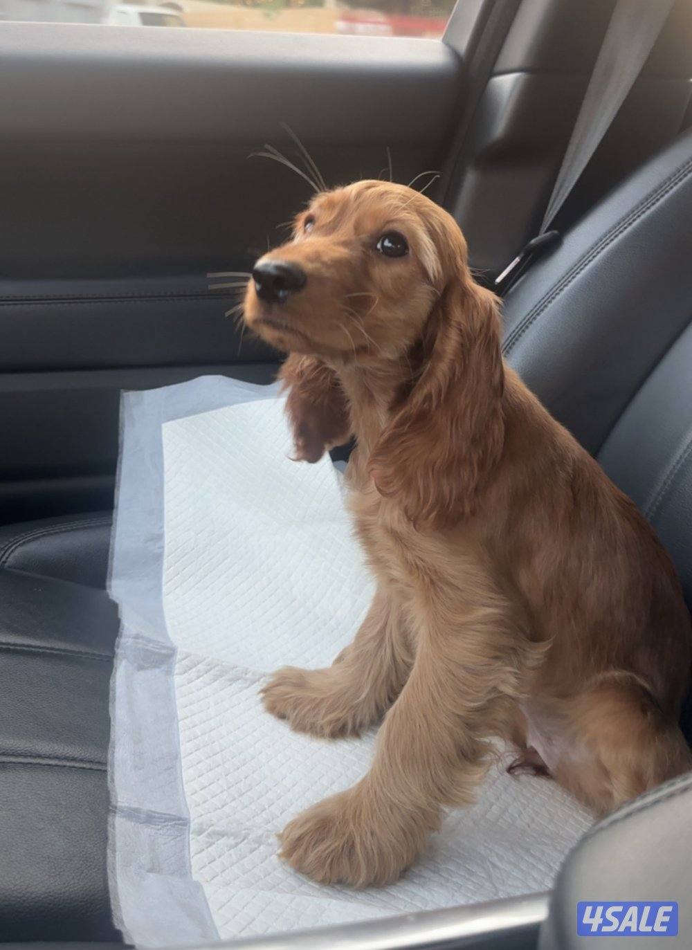 للبيع كوكر سبانيل0