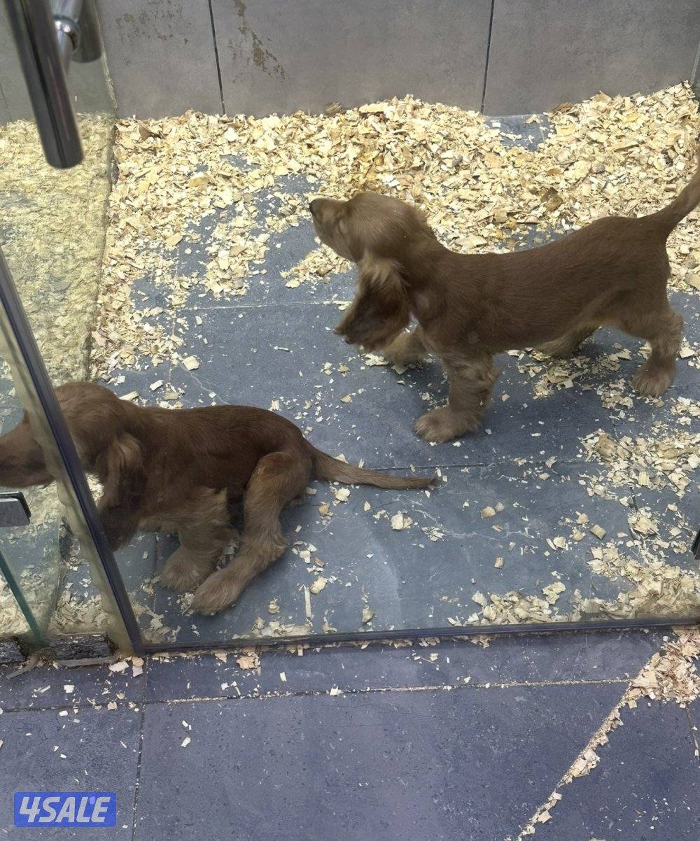 للبيع كوكر سبانيل1