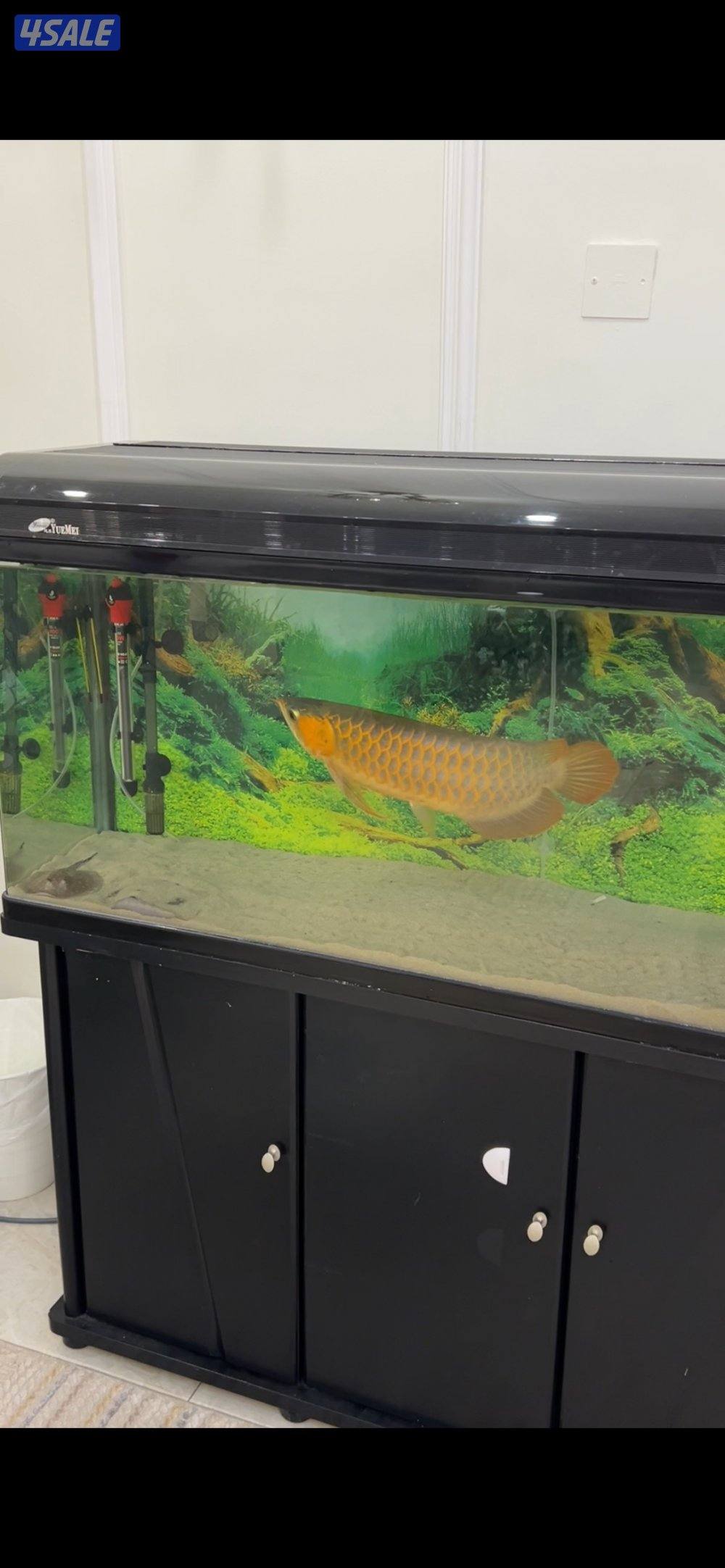 اروانا سوبر رد0