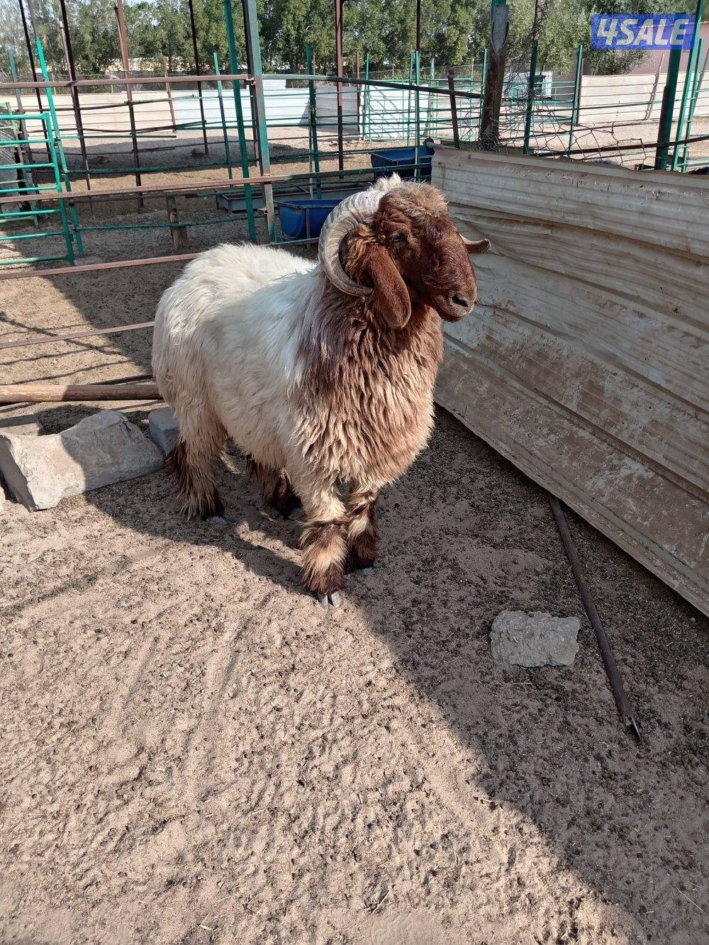 للبيع خروف العبدلي0