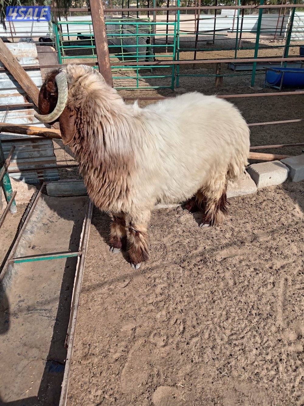 للبيع خروف العبدلي1