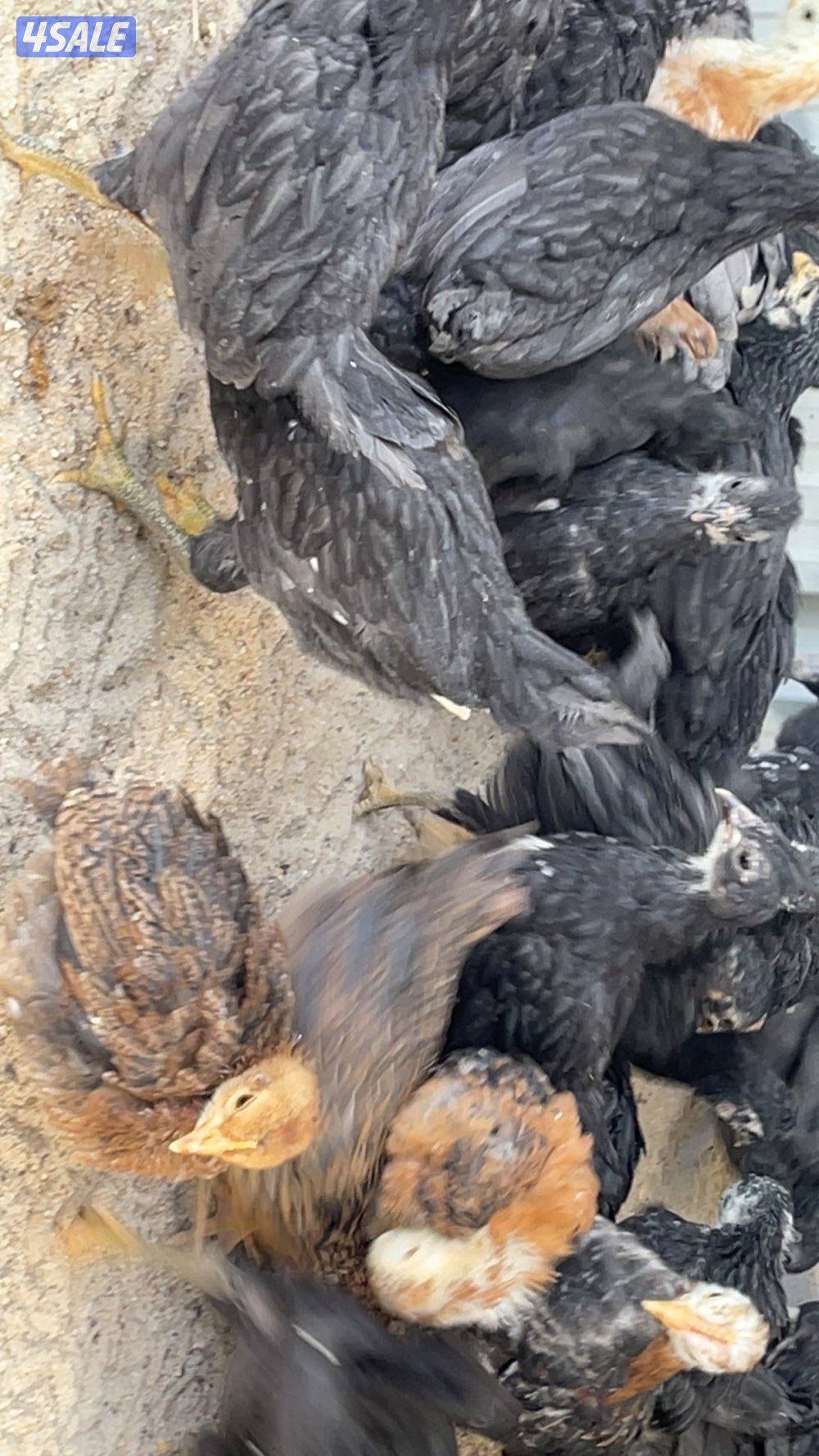 فروخ دجاج العمر شهر ونص1