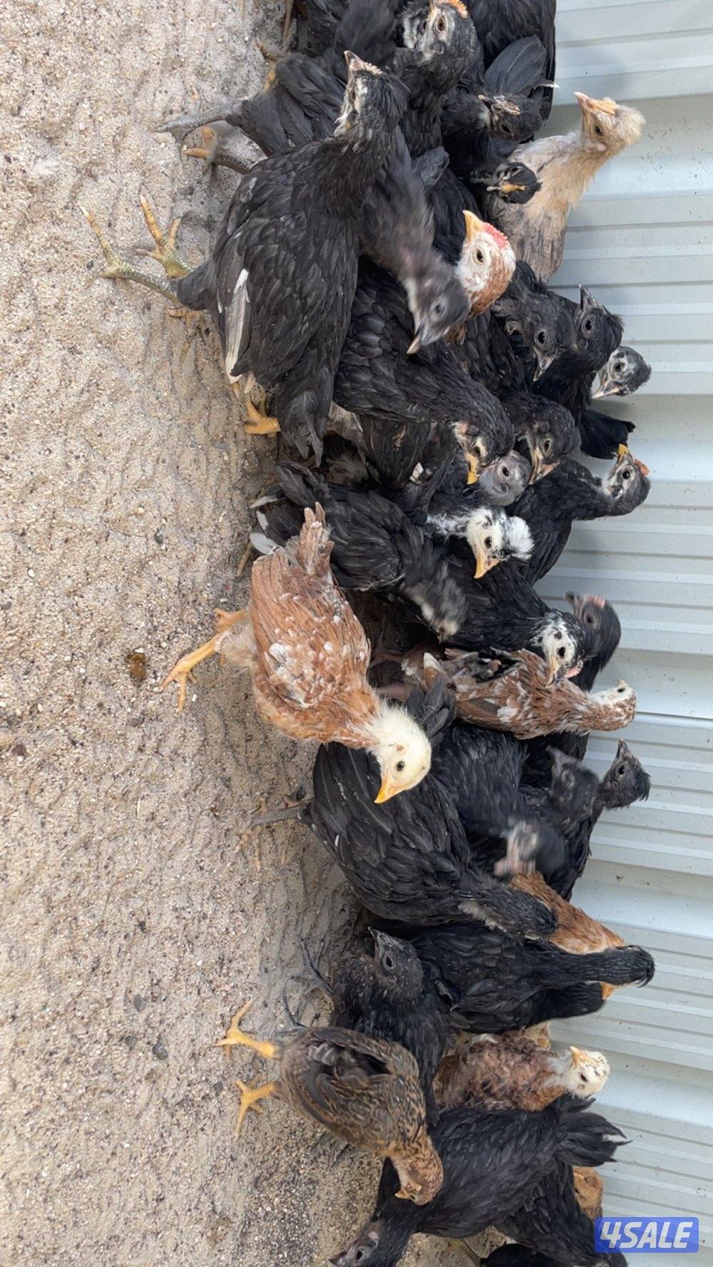 فروخ دجاج العمر شهر ونص2