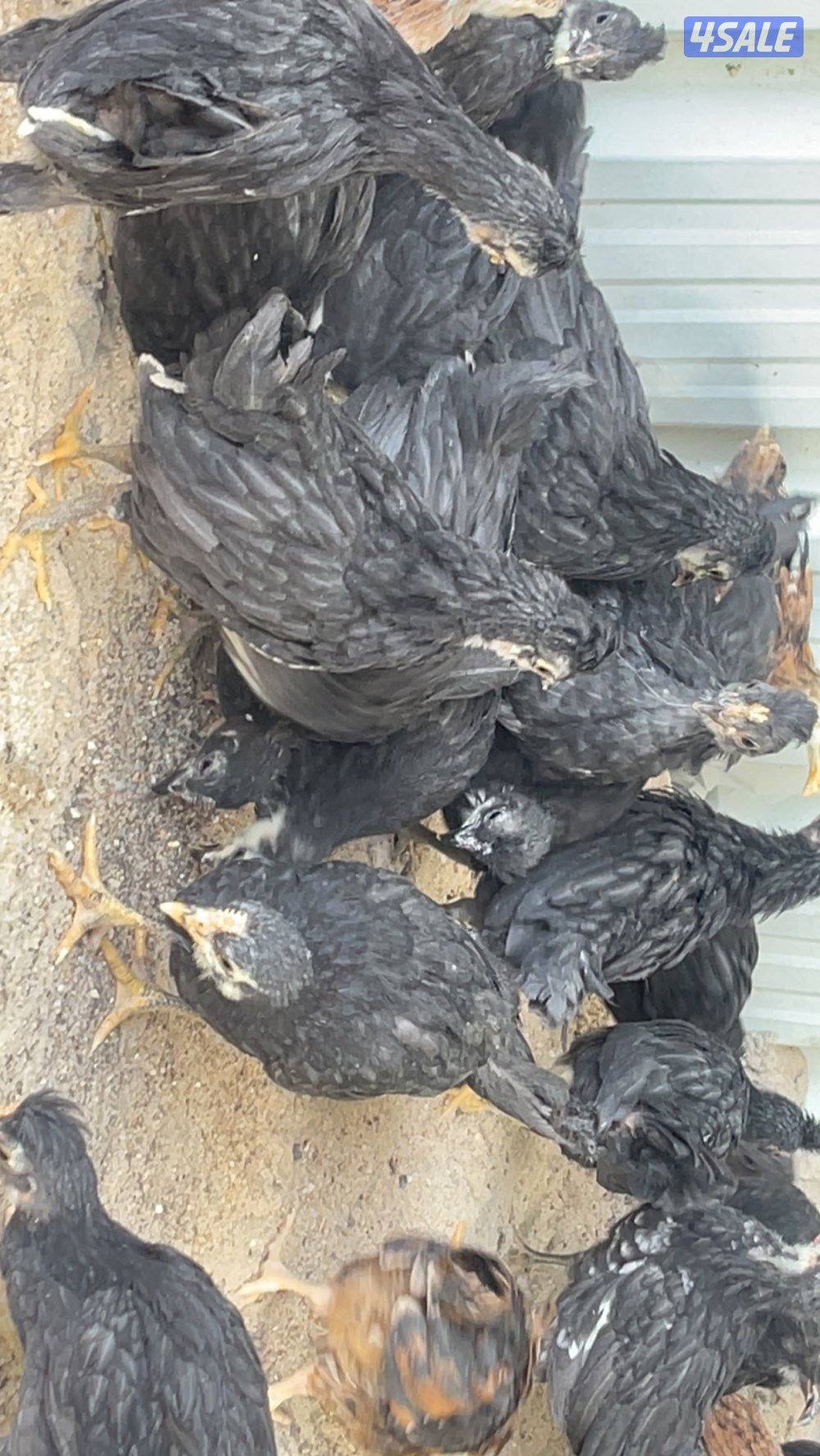 فروخ دجاج العمر شهر ونص3