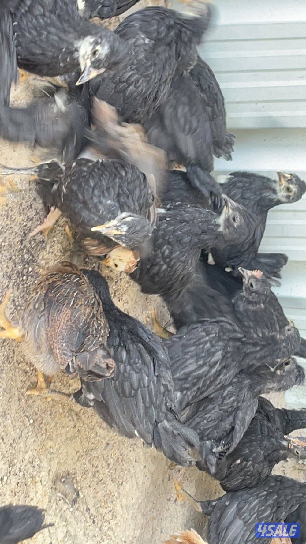 فروخ دجاج العمر شهر ونص4