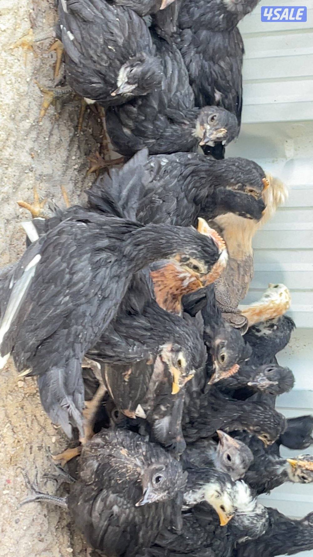 فروخ دجاج العمر شهر ونص7