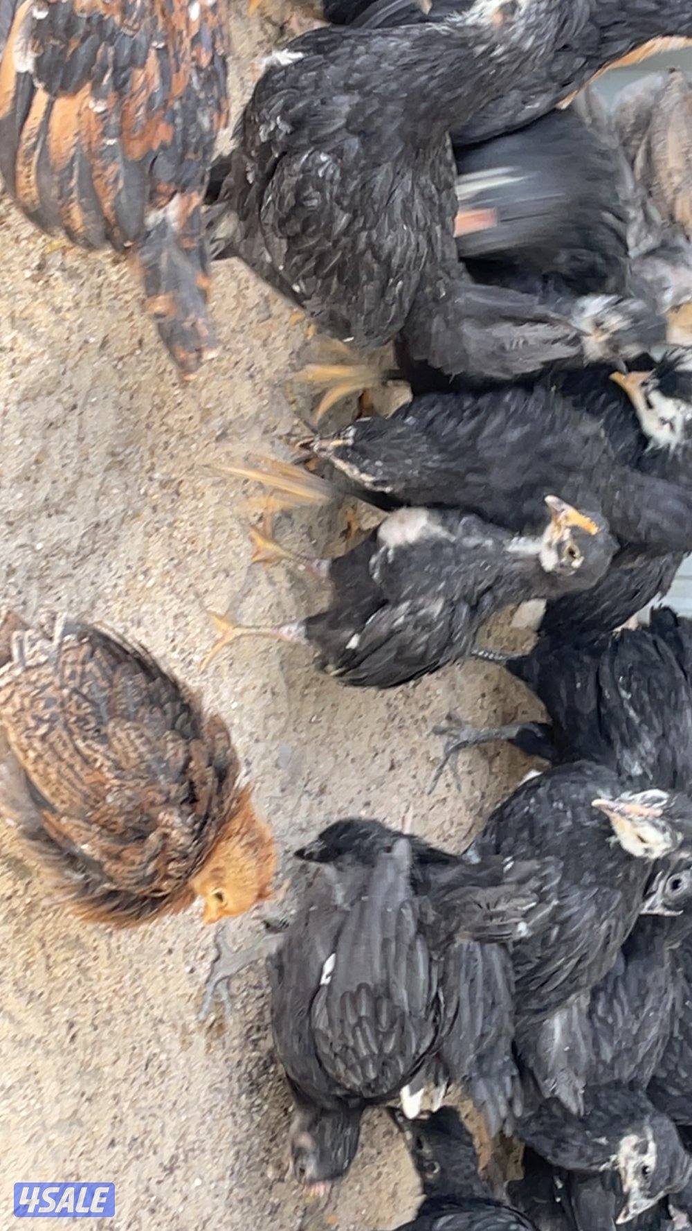 فروخ دجاج العمر شهر ونص8