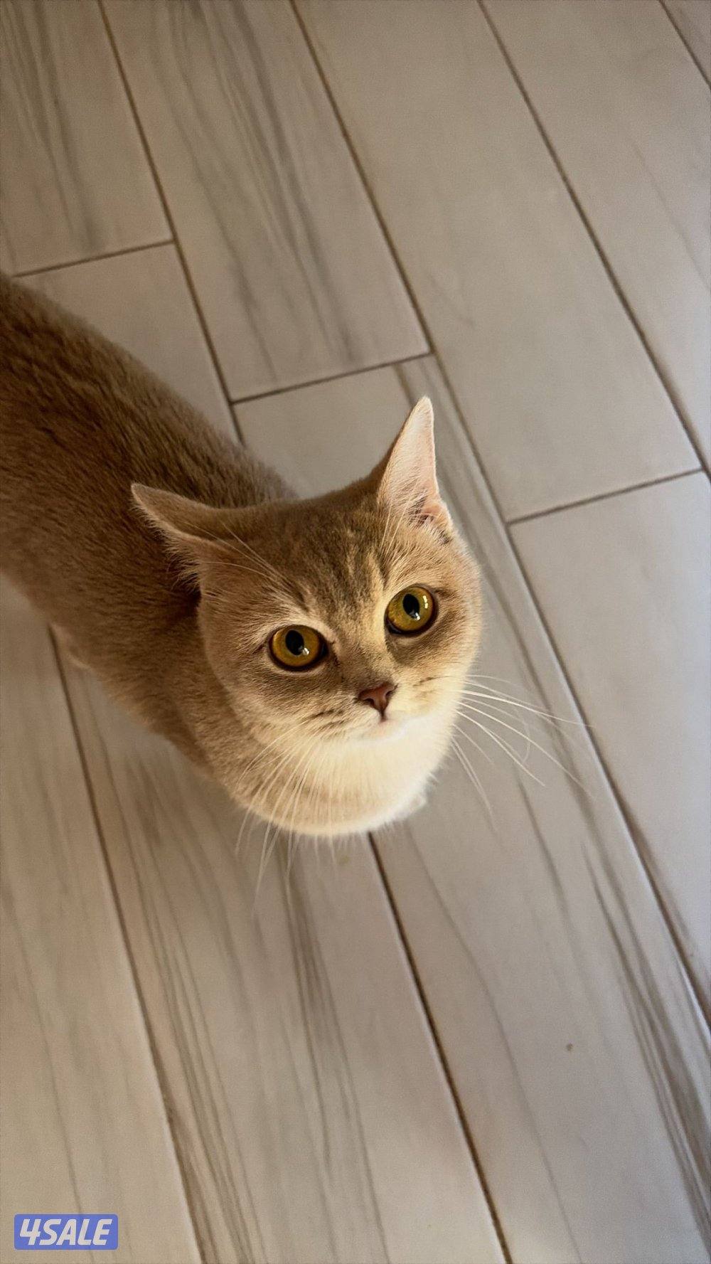 نثيه طالبه تزاوج0