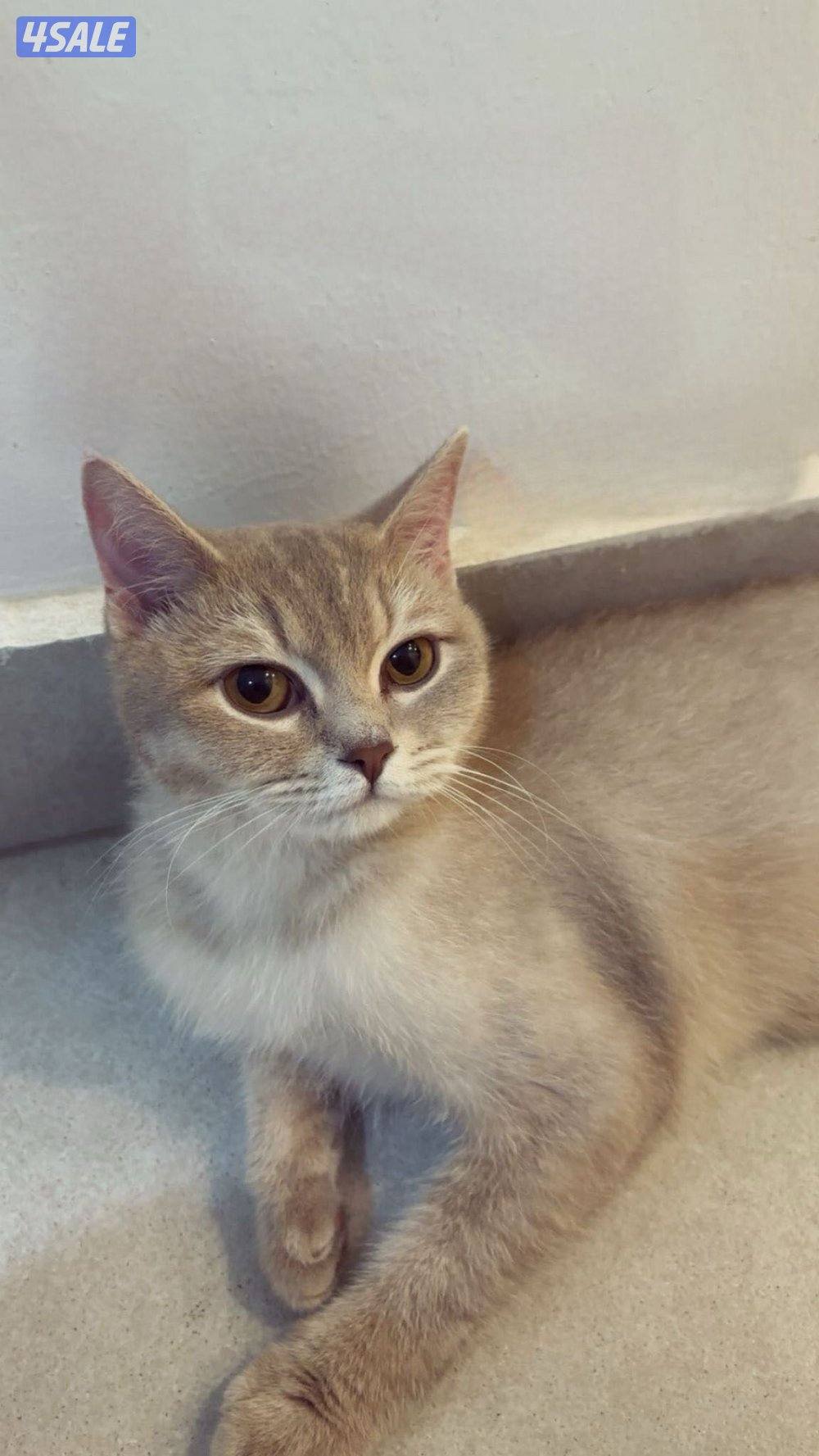 نثيه طالبه تزاوج1