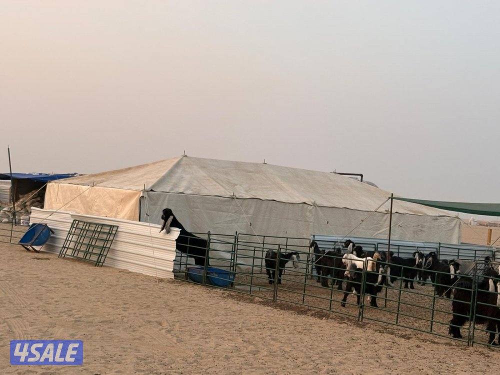 خيام امريكيه عليها عرض وذريات وطربال13