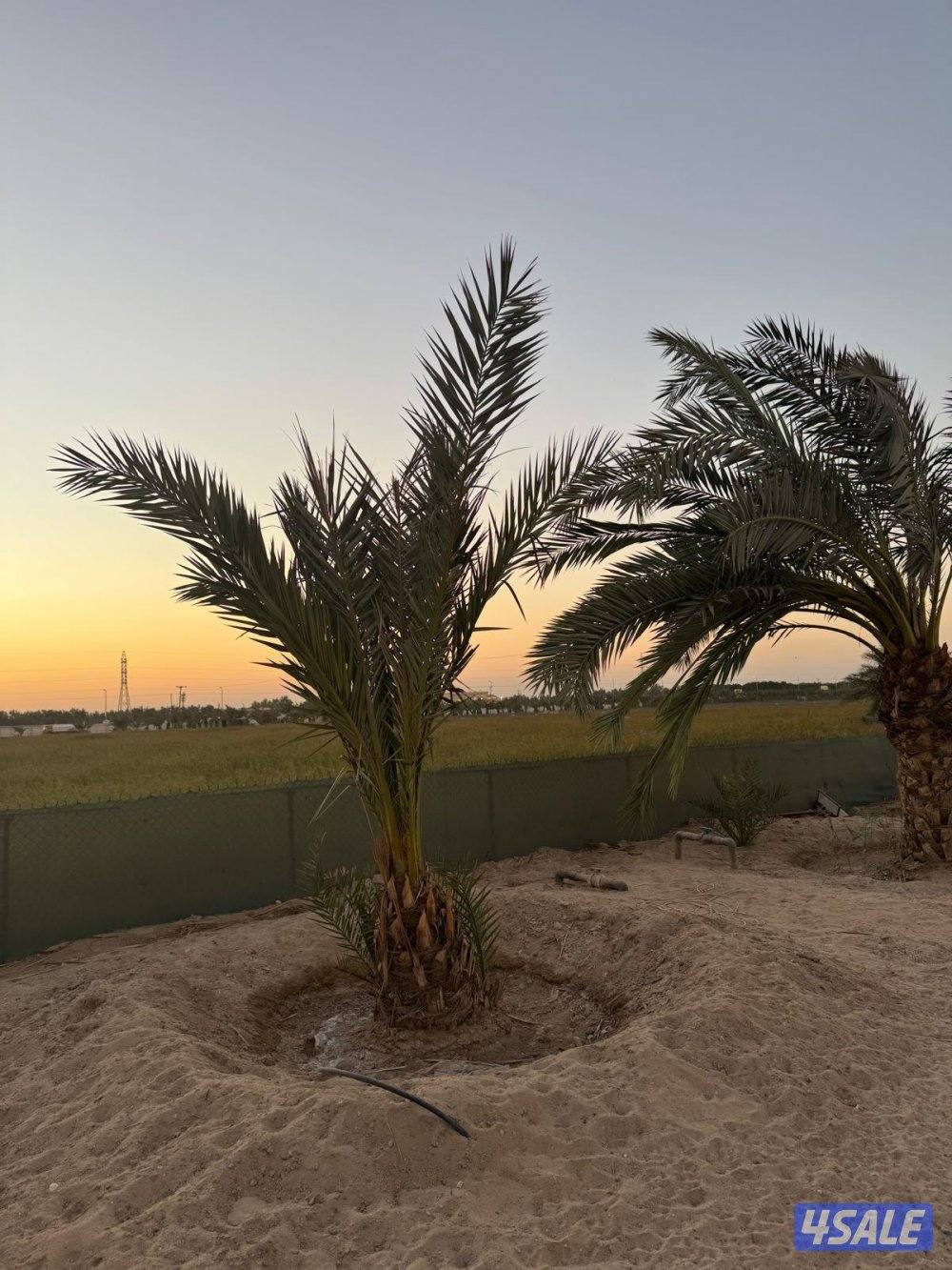 للبيع نخل و فروخ
من ٣٠ دك إلى ٢٠٠ دك0