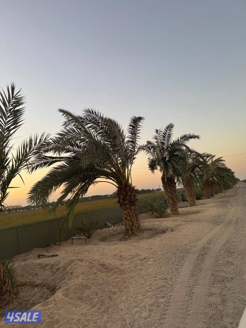 للبيع نخل و فروخ
من ٣٠ دك إلى ٢٠٠ دك2