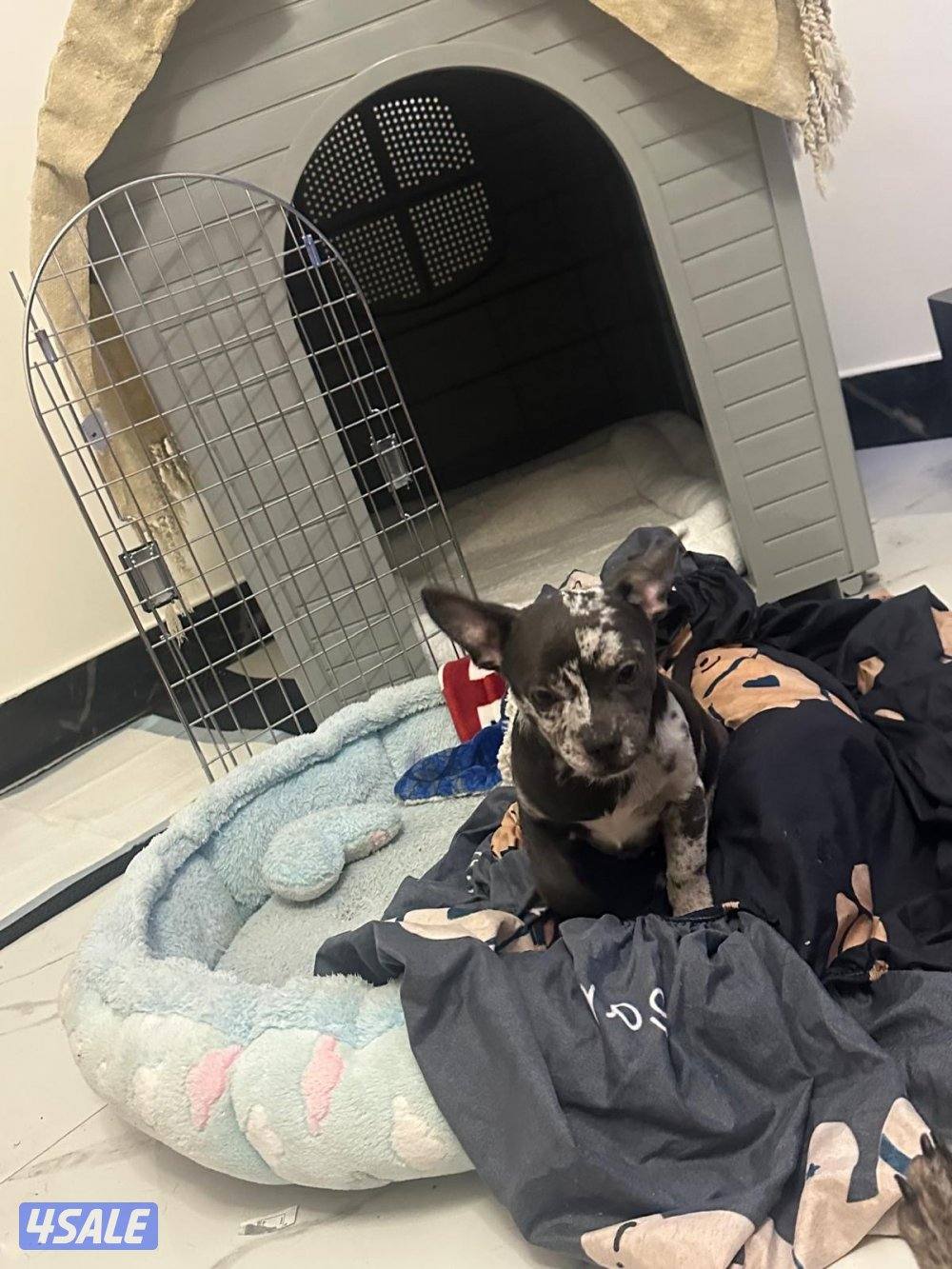 للبيع ذكر جيواوا0