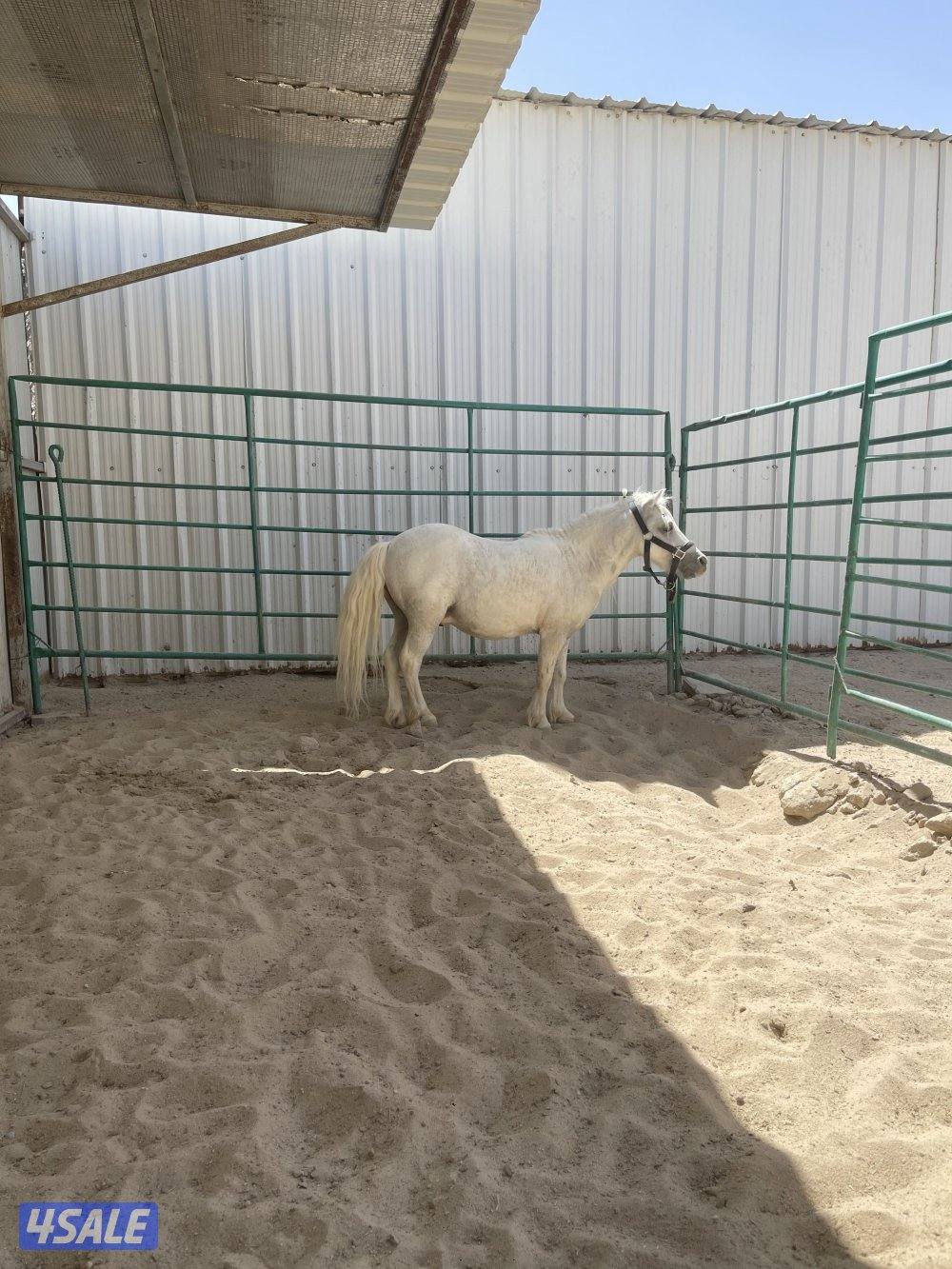 ‏السلام عليكم للبيع صام بون العمر خمس سنوات فحل أصفر اللون1